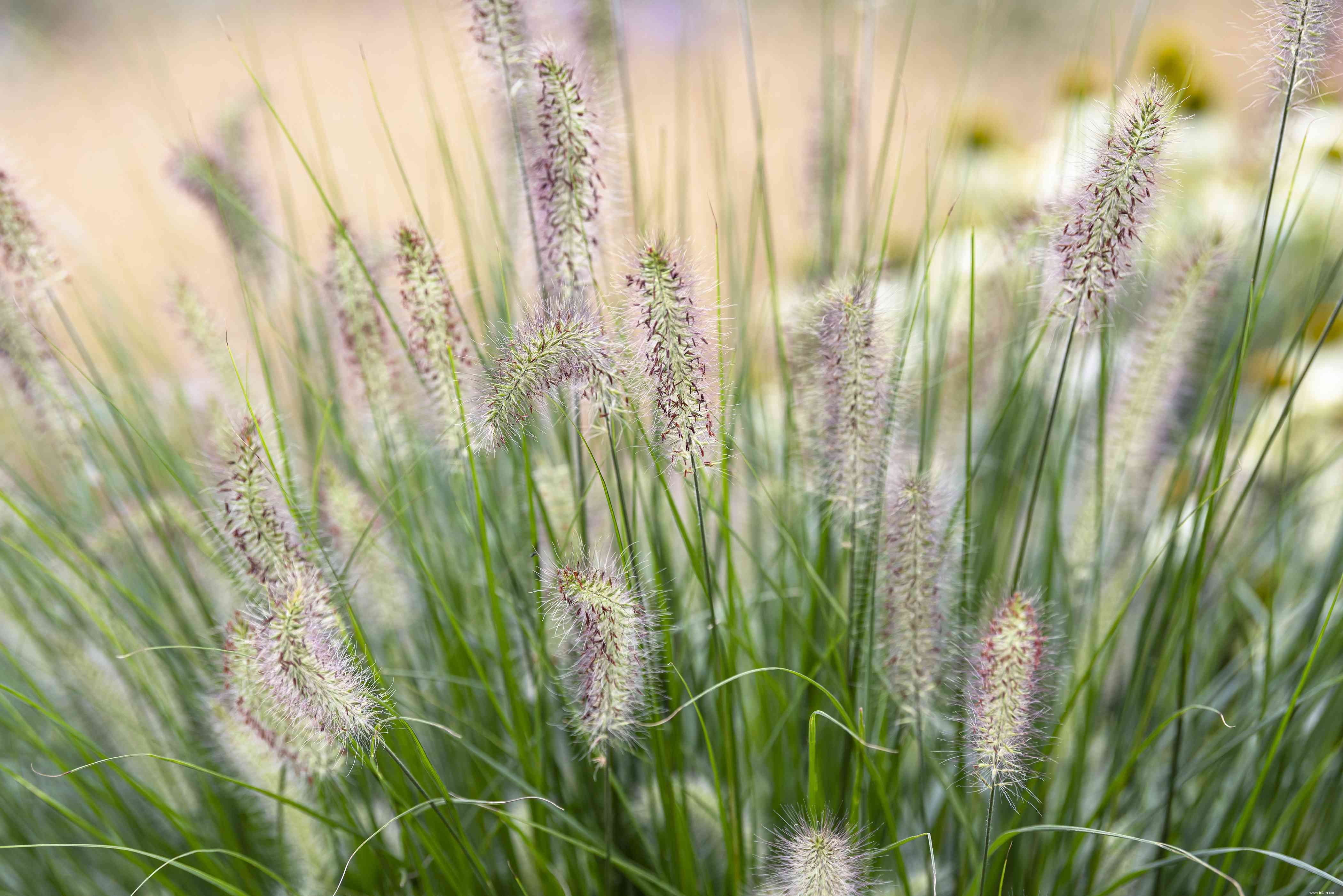 25 meilleures plantes pour les jardins en sol argileux 