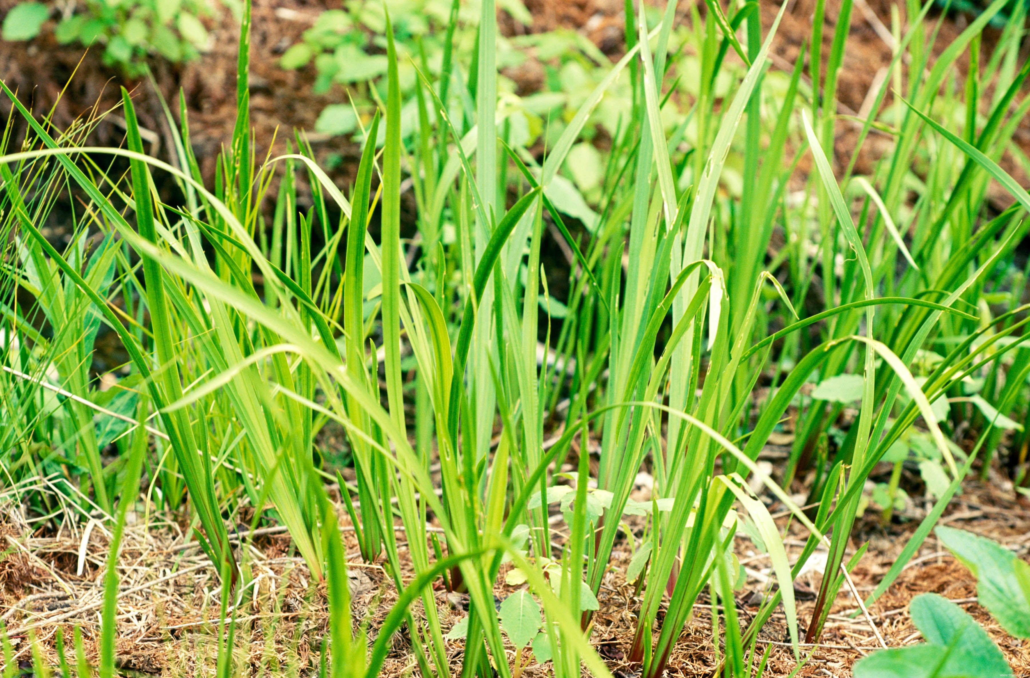 25 meilleures plantes pour les jardins en sol argileux 