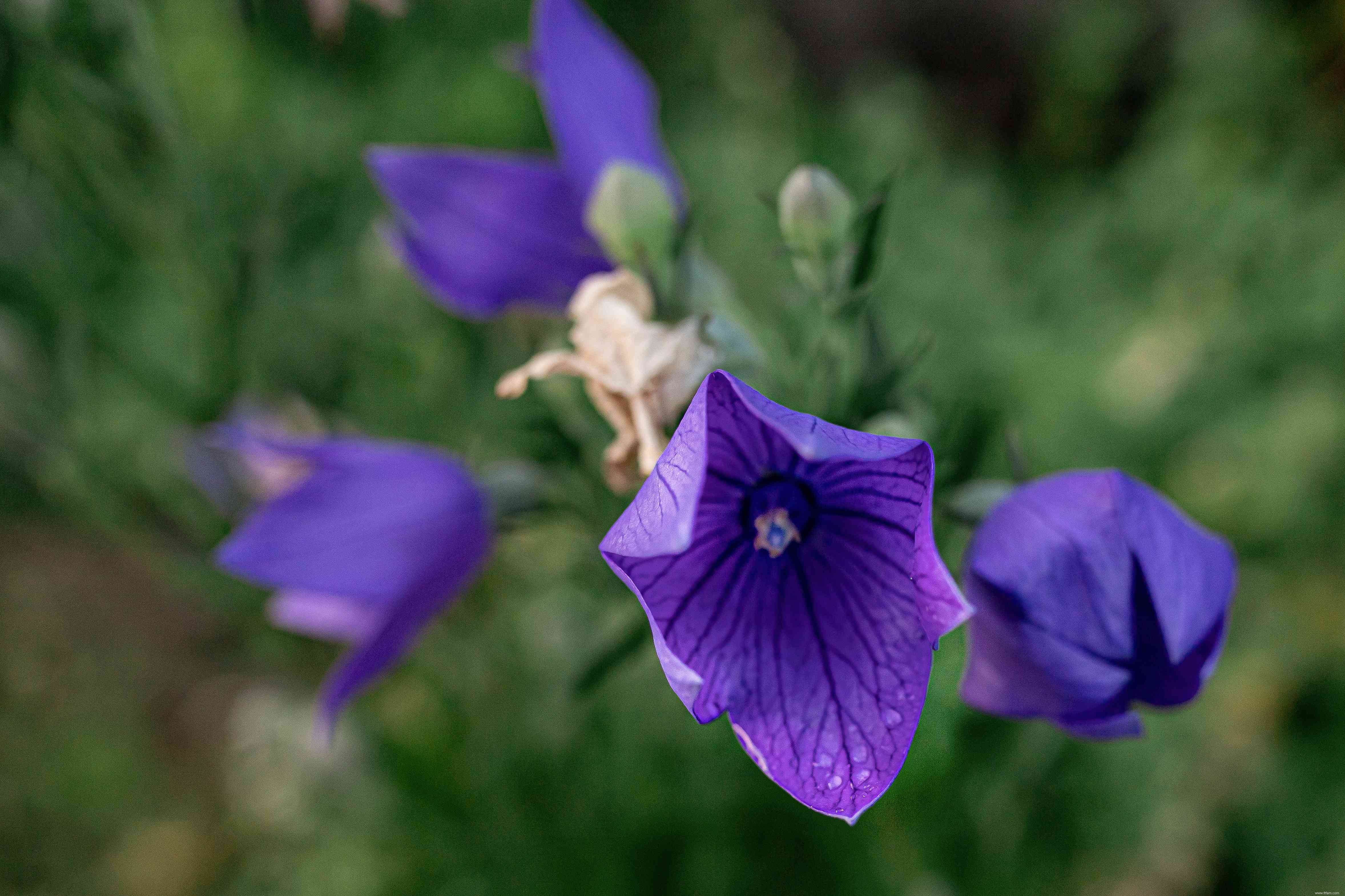 Comment faire pousser et entretenir des fleurs en ballon 