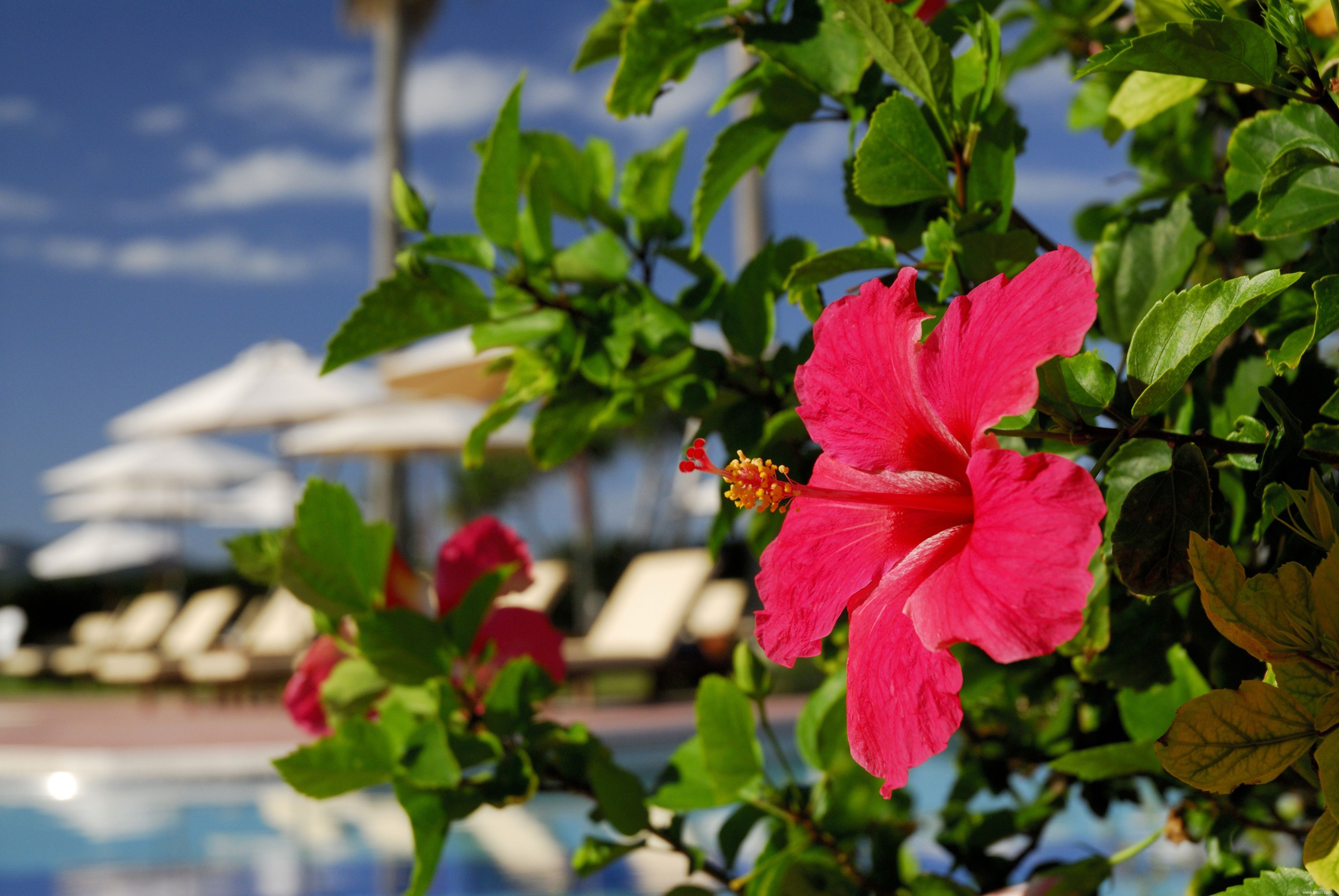 18 meilleures plantes pour l aménagement paysager de la piscine 