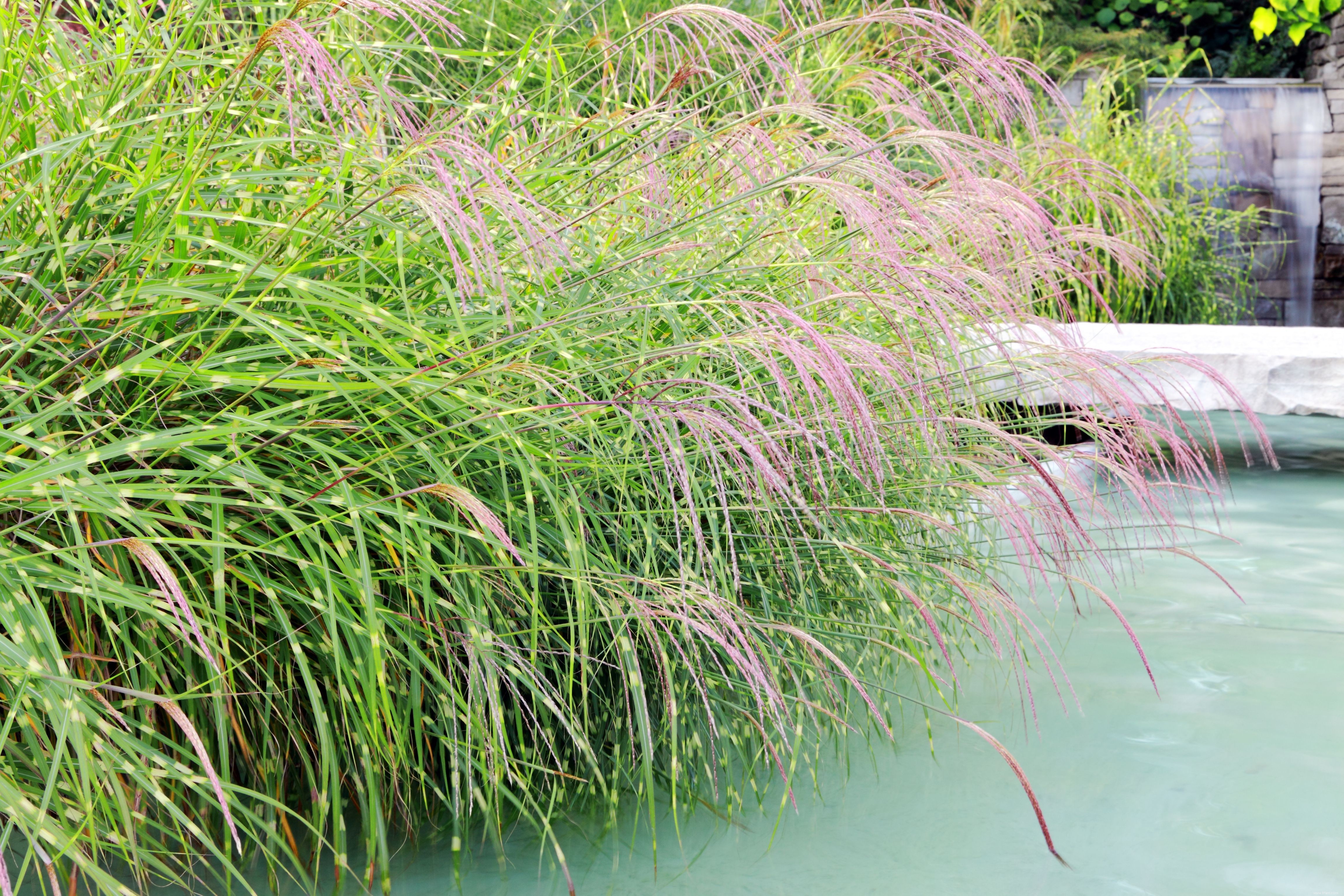 18 meilleures plantes pour l aménagement paysager de la piscine 