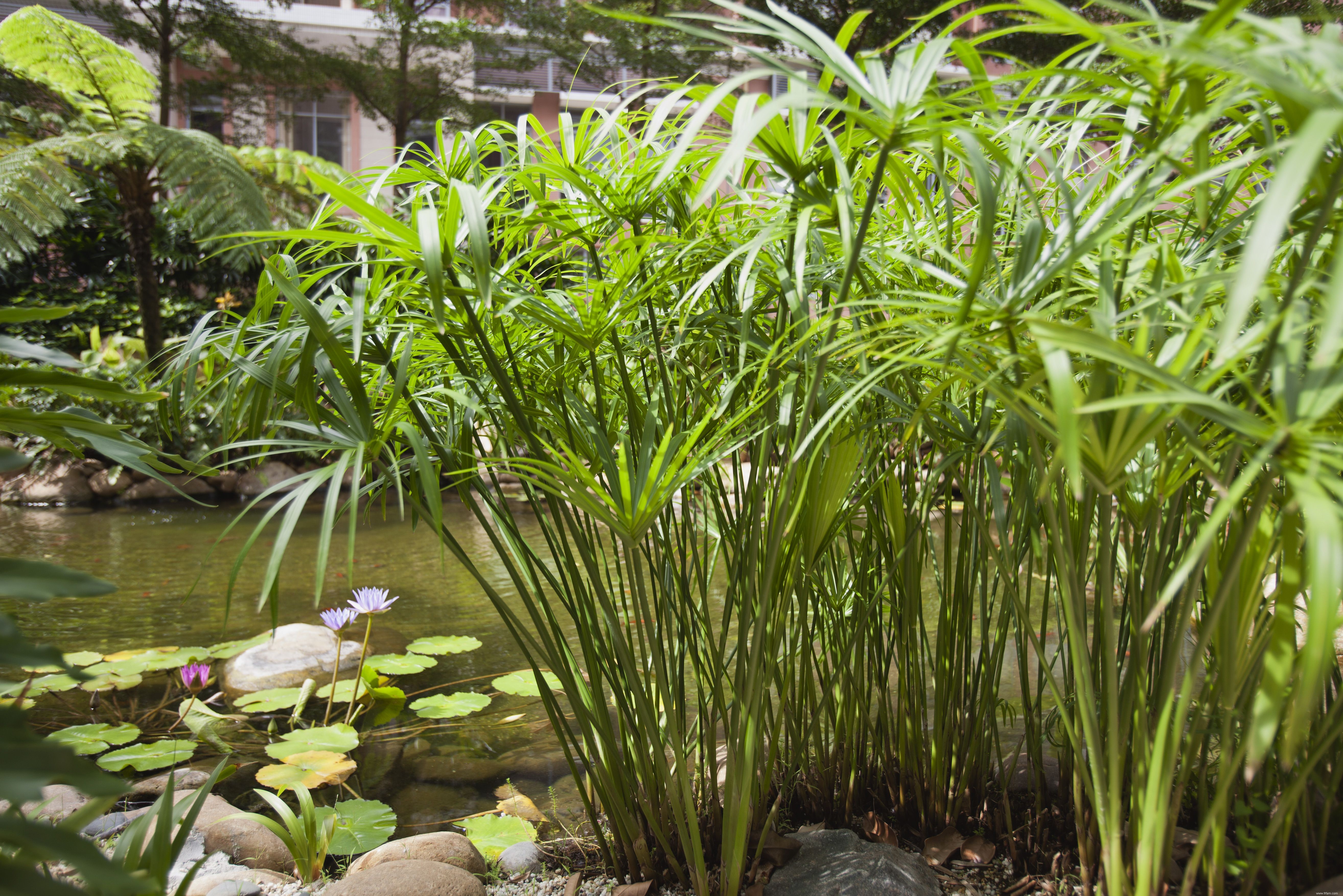 18 meilleures plantes pour l aménagement paysager de la piscine 