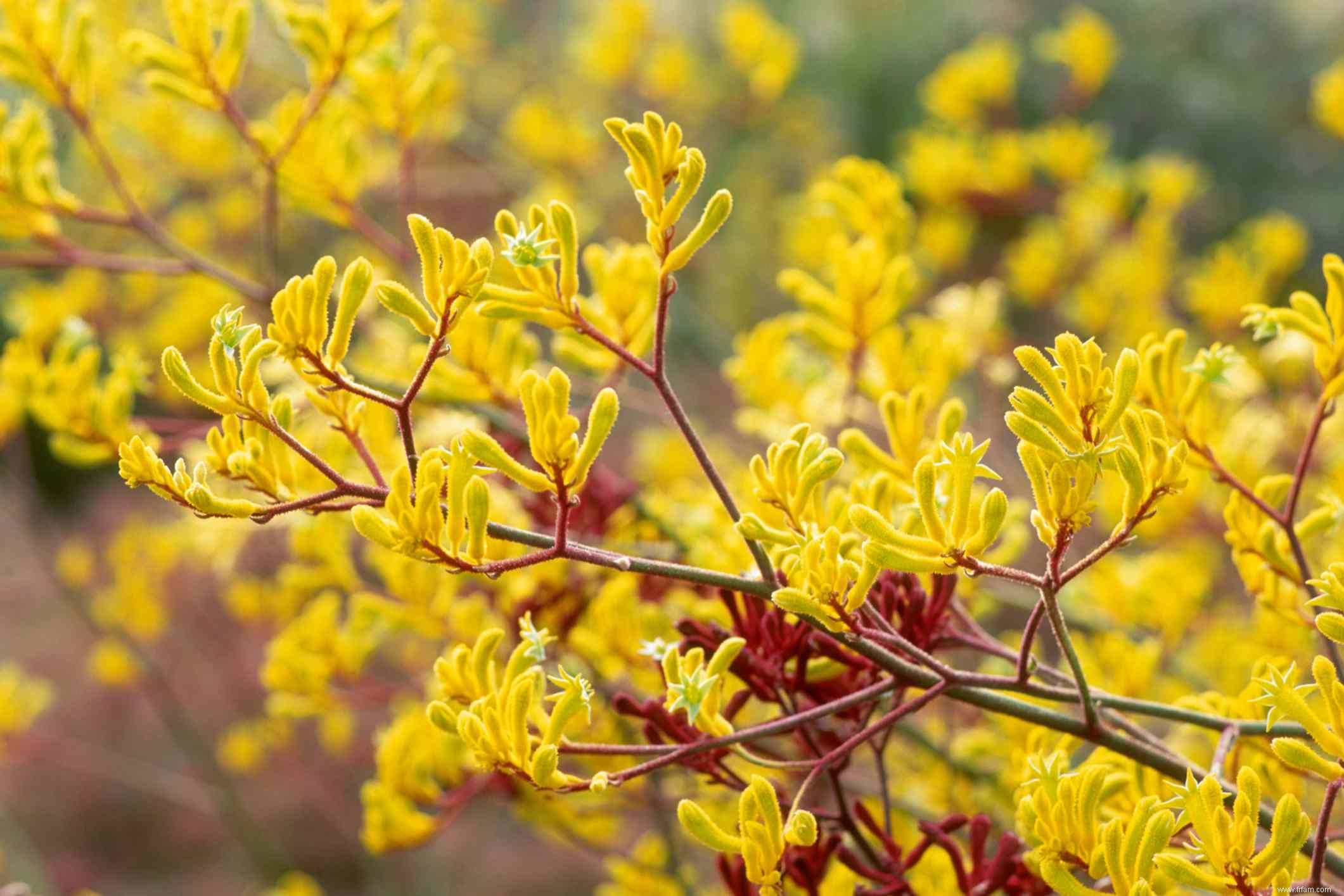 18 meilleures plantes pour l aménagement paysager de la piscine 