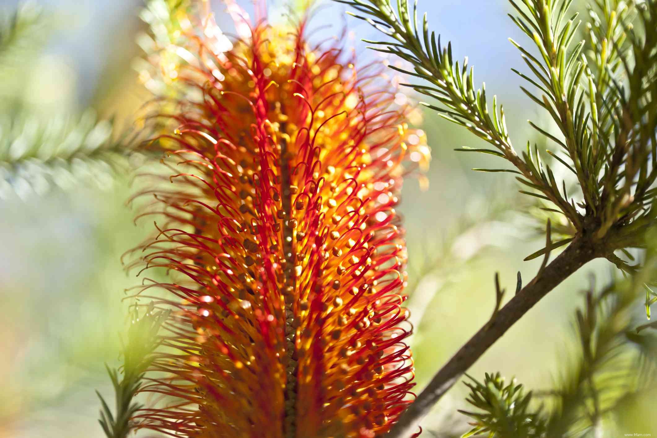 18 meilleures plantes pour l aménagement paysager de la piscine 