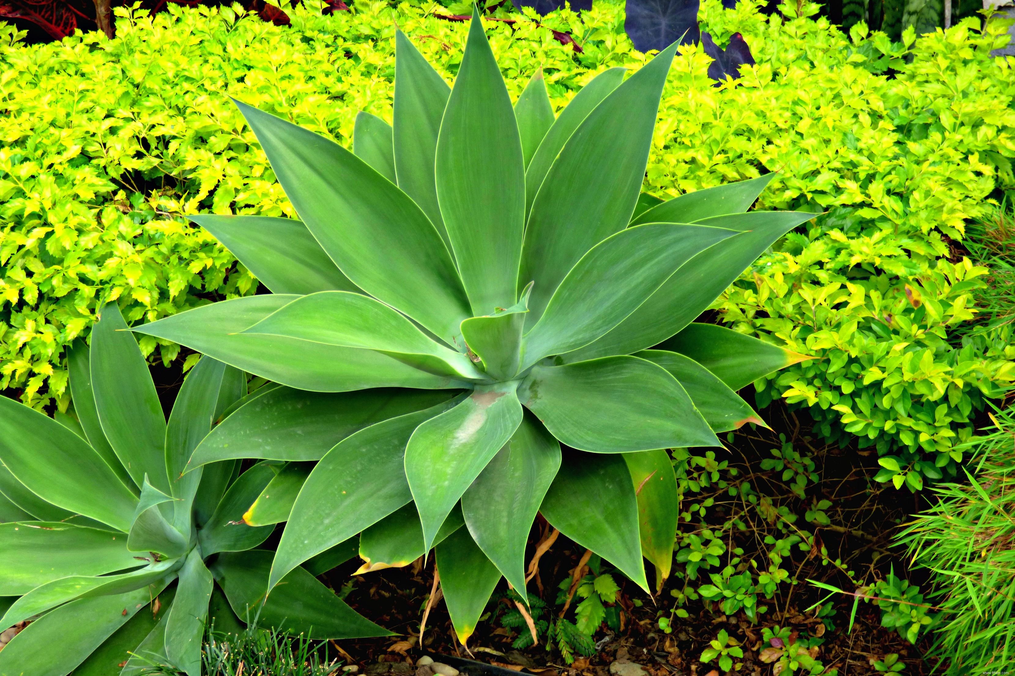 18 meilleures plantes pour l aménagement paysager de la piscine 