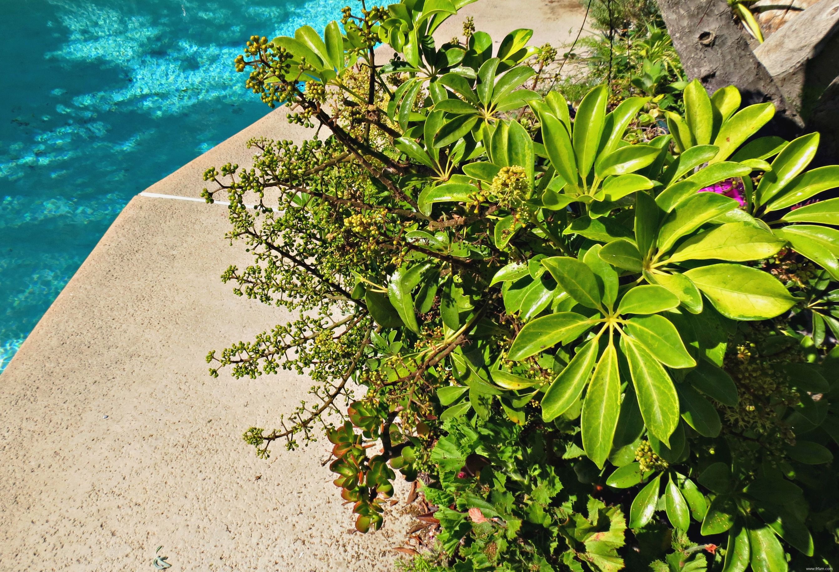 18 meilleures plantes pour l aménagement paysager de la piscine 