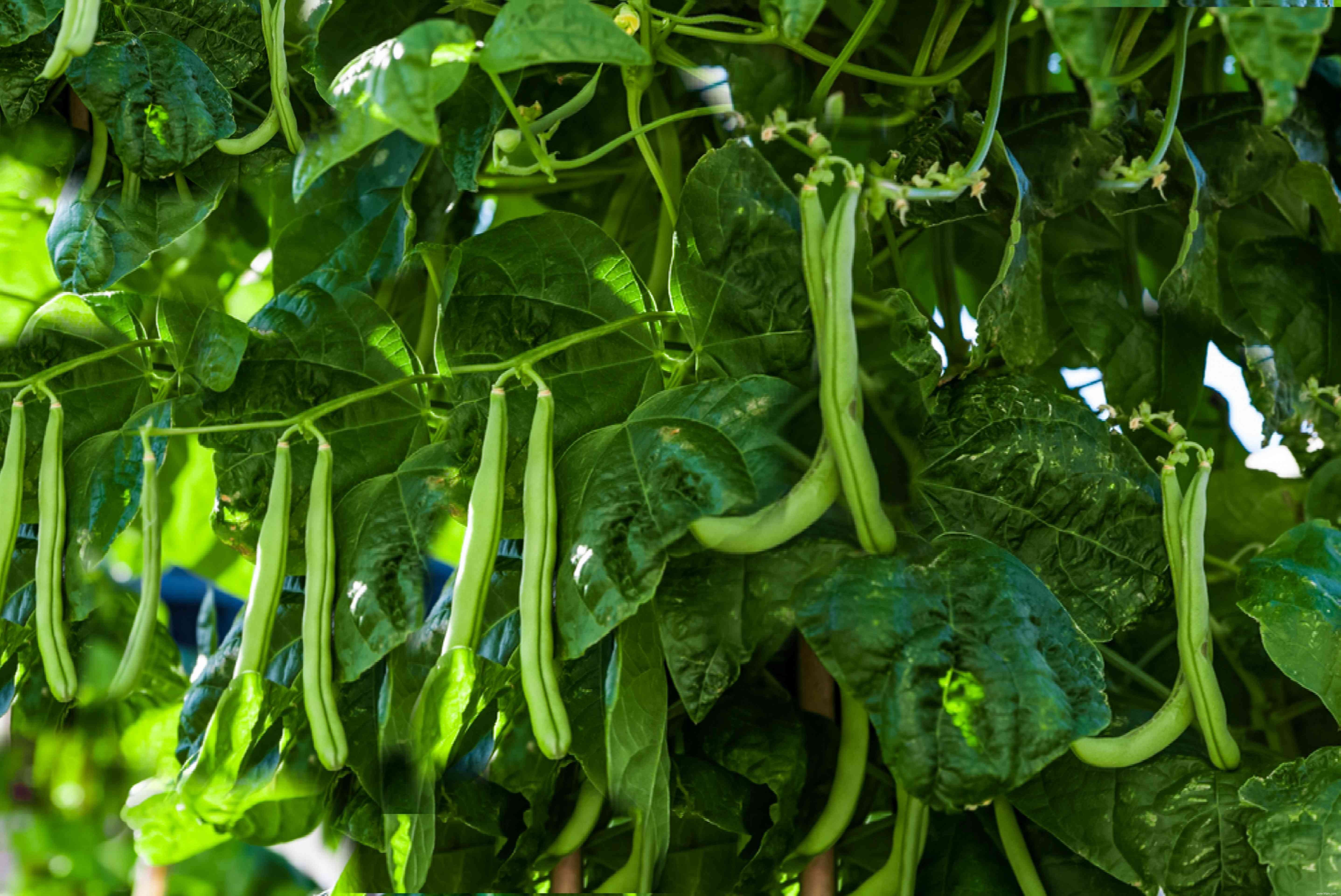 8 groupes de plantes paysagères comestibles pour votre jardin 