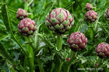 8 groupes de plantes paysagères comestibles pour votre jardin 