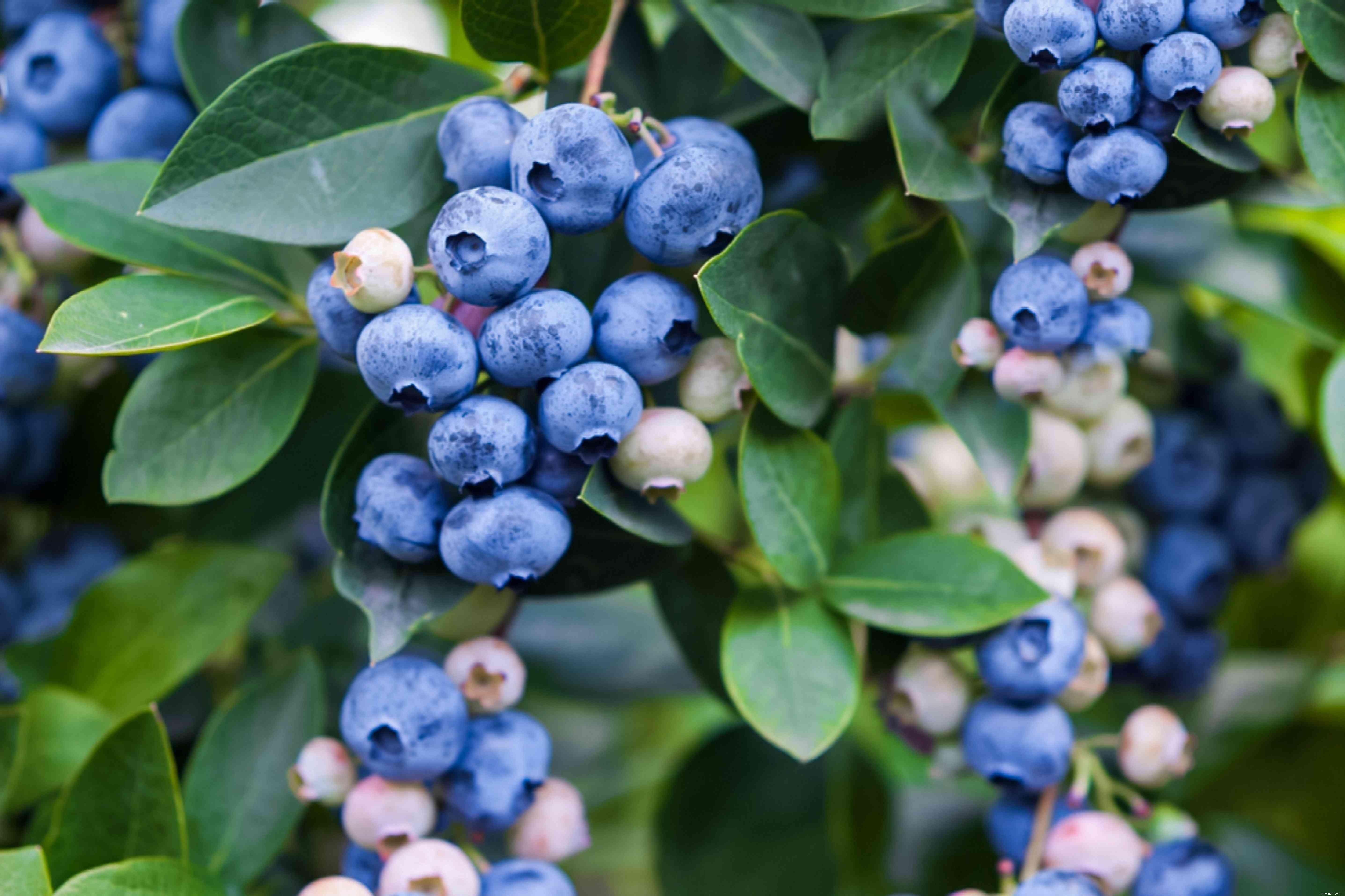 8 groupes de plantes paysagères comestibles pour votre jardin 