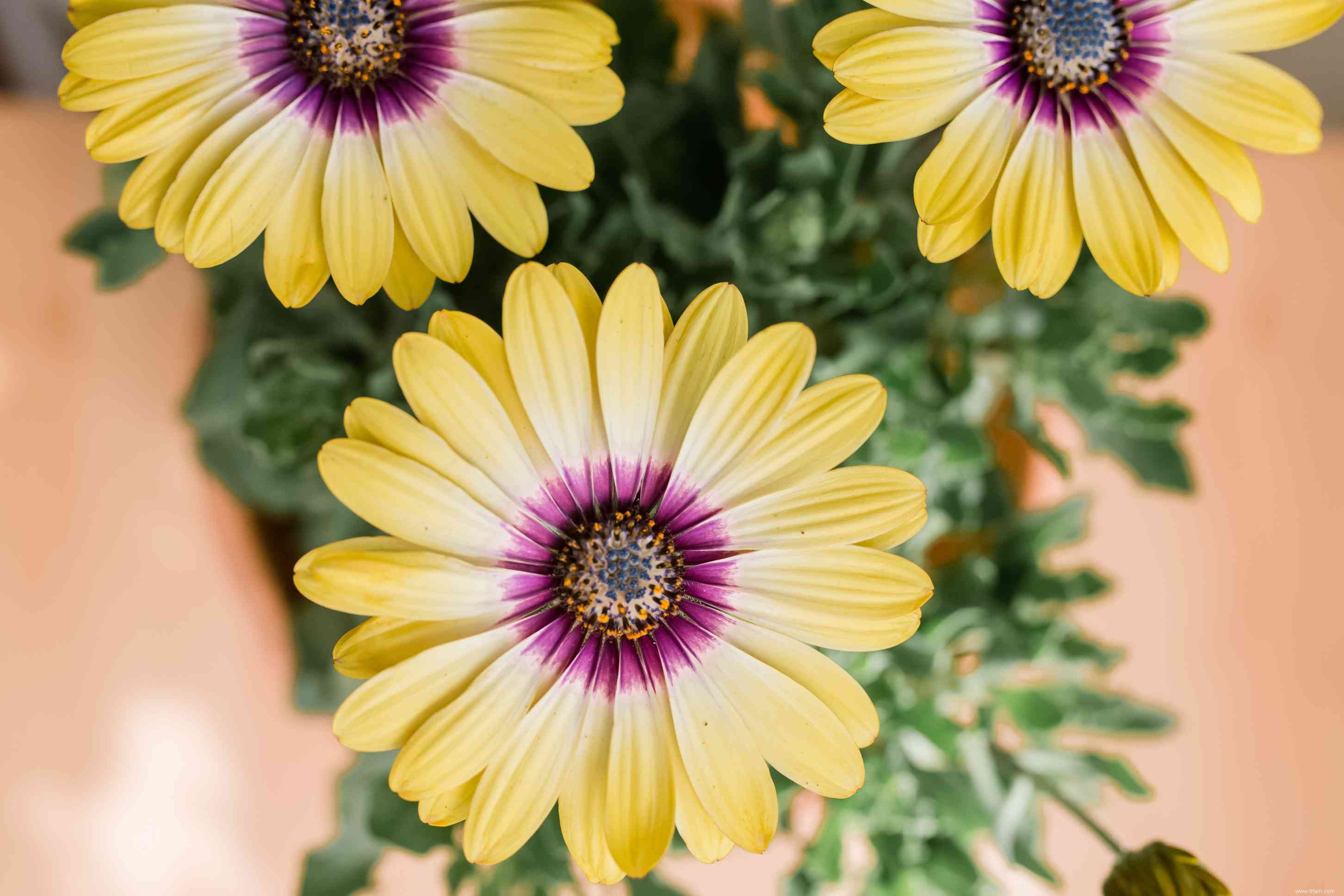 Comment faire pousser et prendre soin de la marguerite africaine 