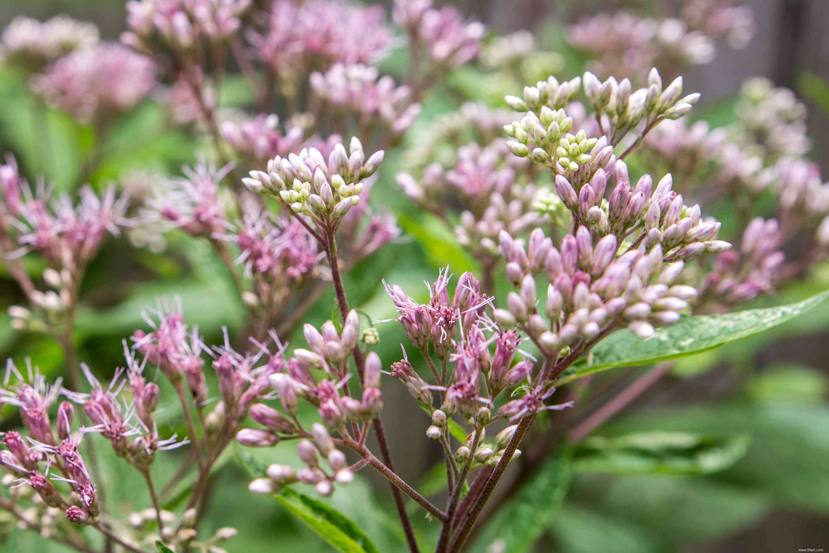 Comment faire pousser et prendre soin de Joe Pye Weed 