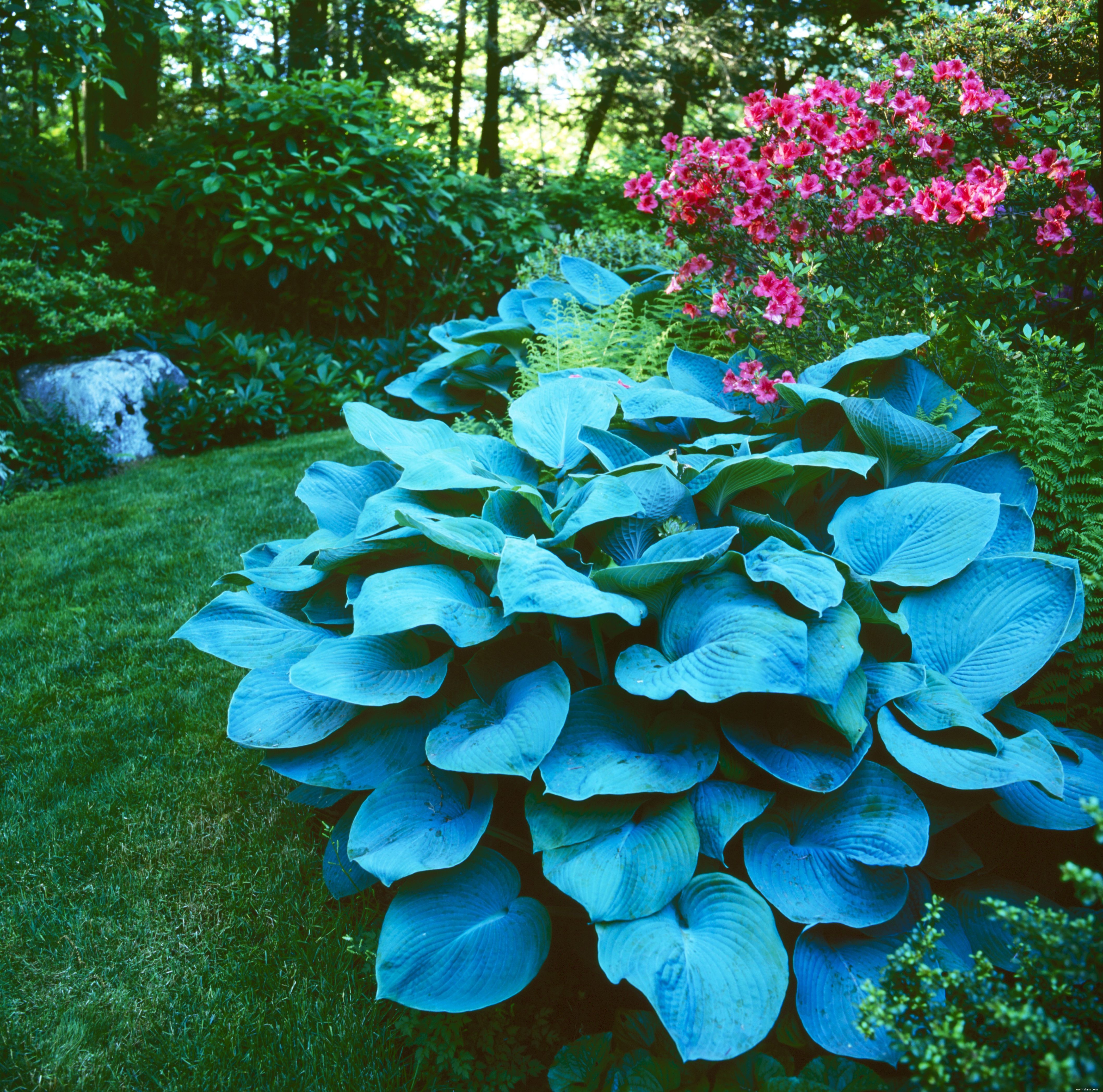 Quels hostas peuvent pousser au soleil ? 