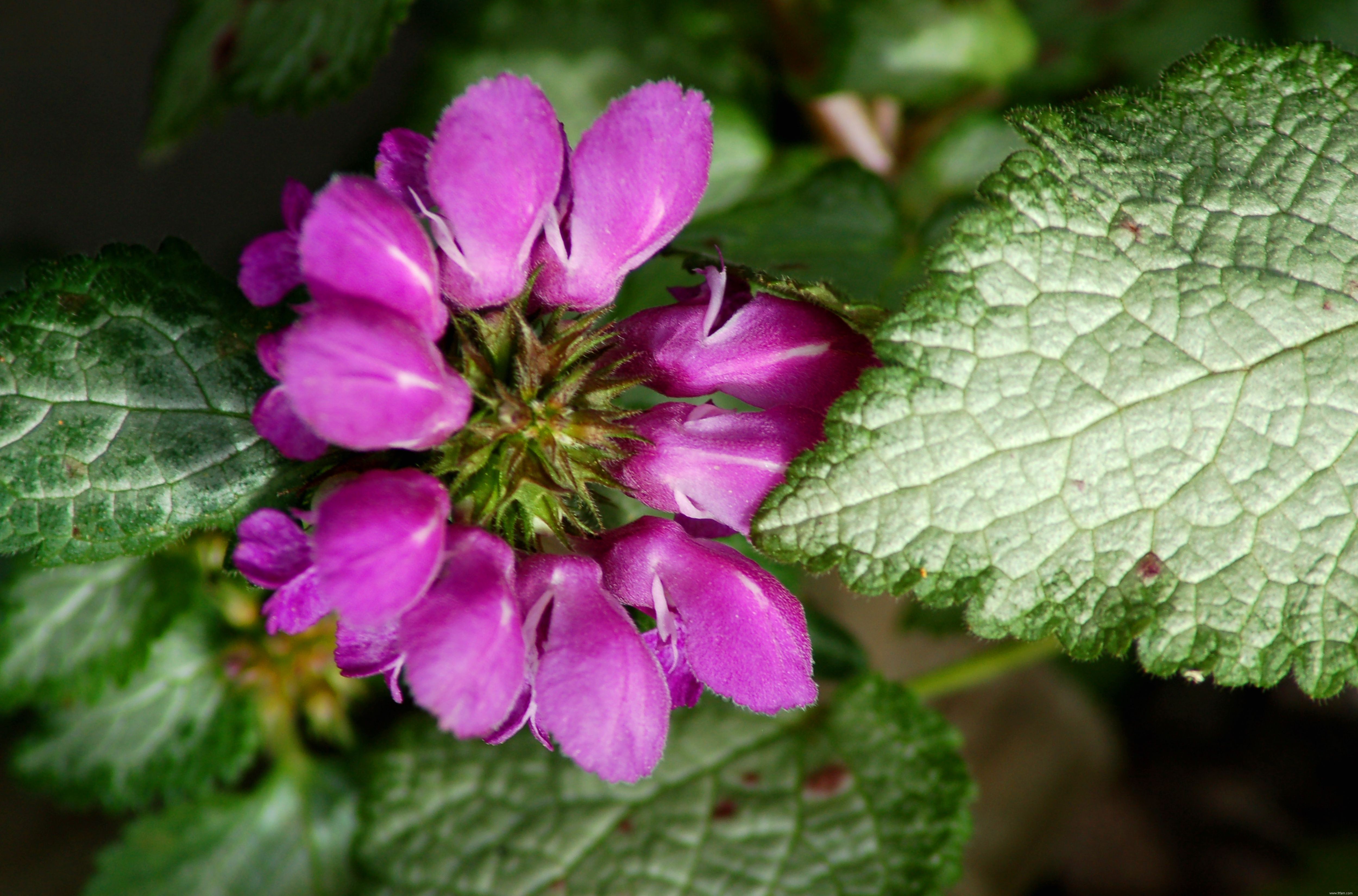 10 meilleures plantes pour le contrôle de l érosion 