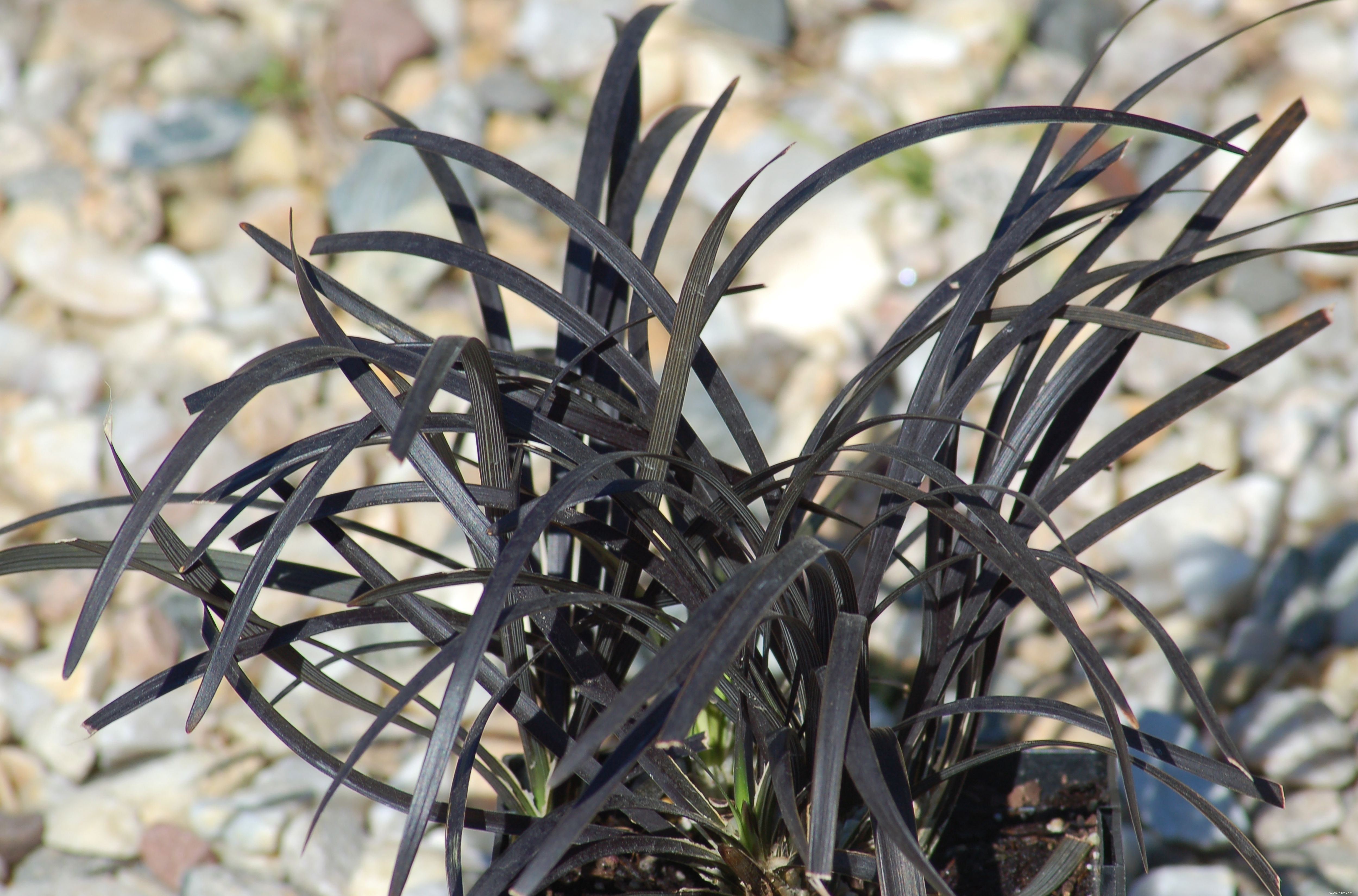 10 meilleures plantes pour le contrôle de l érosion 