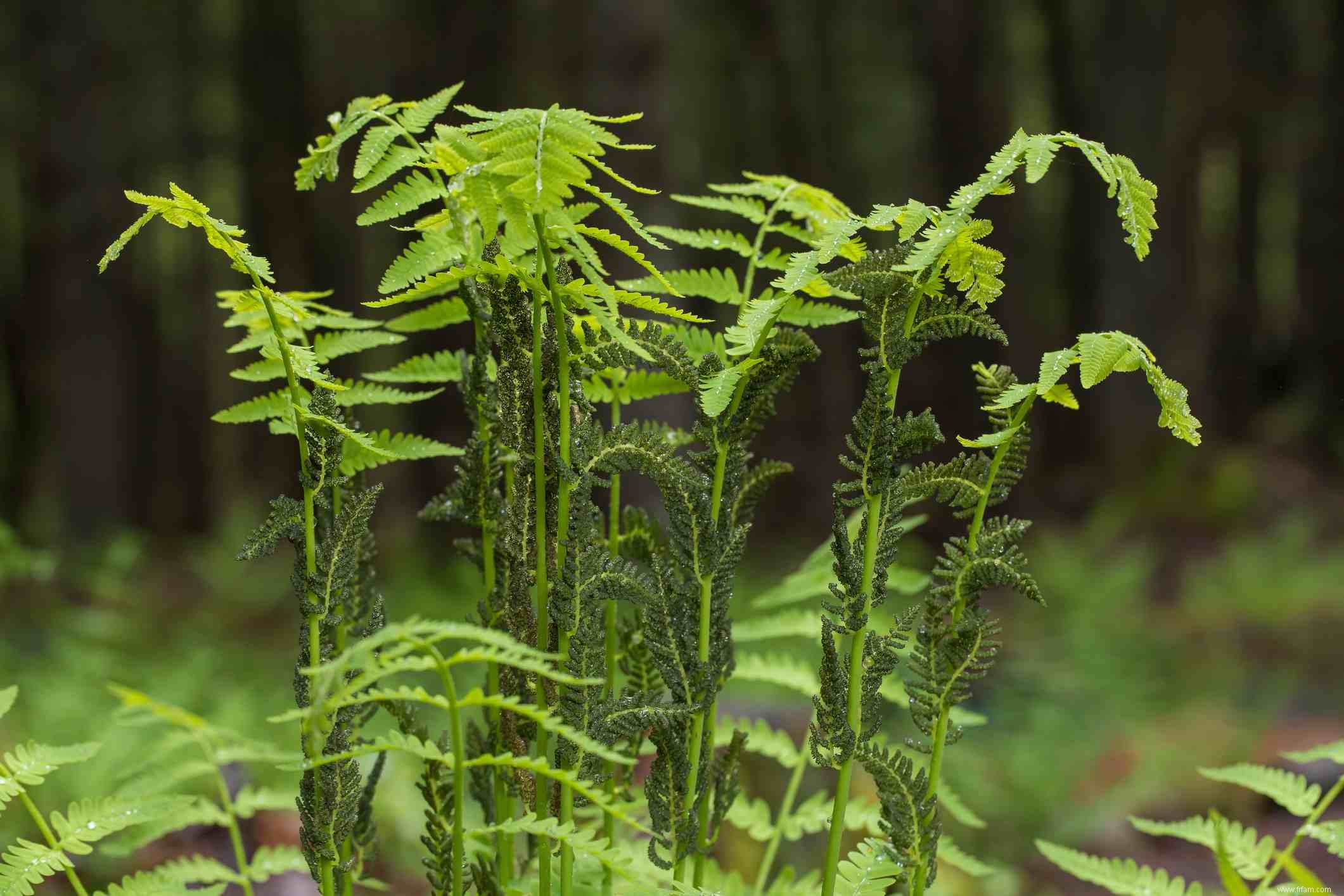 10 meilleures plantes pour le contrôle de l érosion 