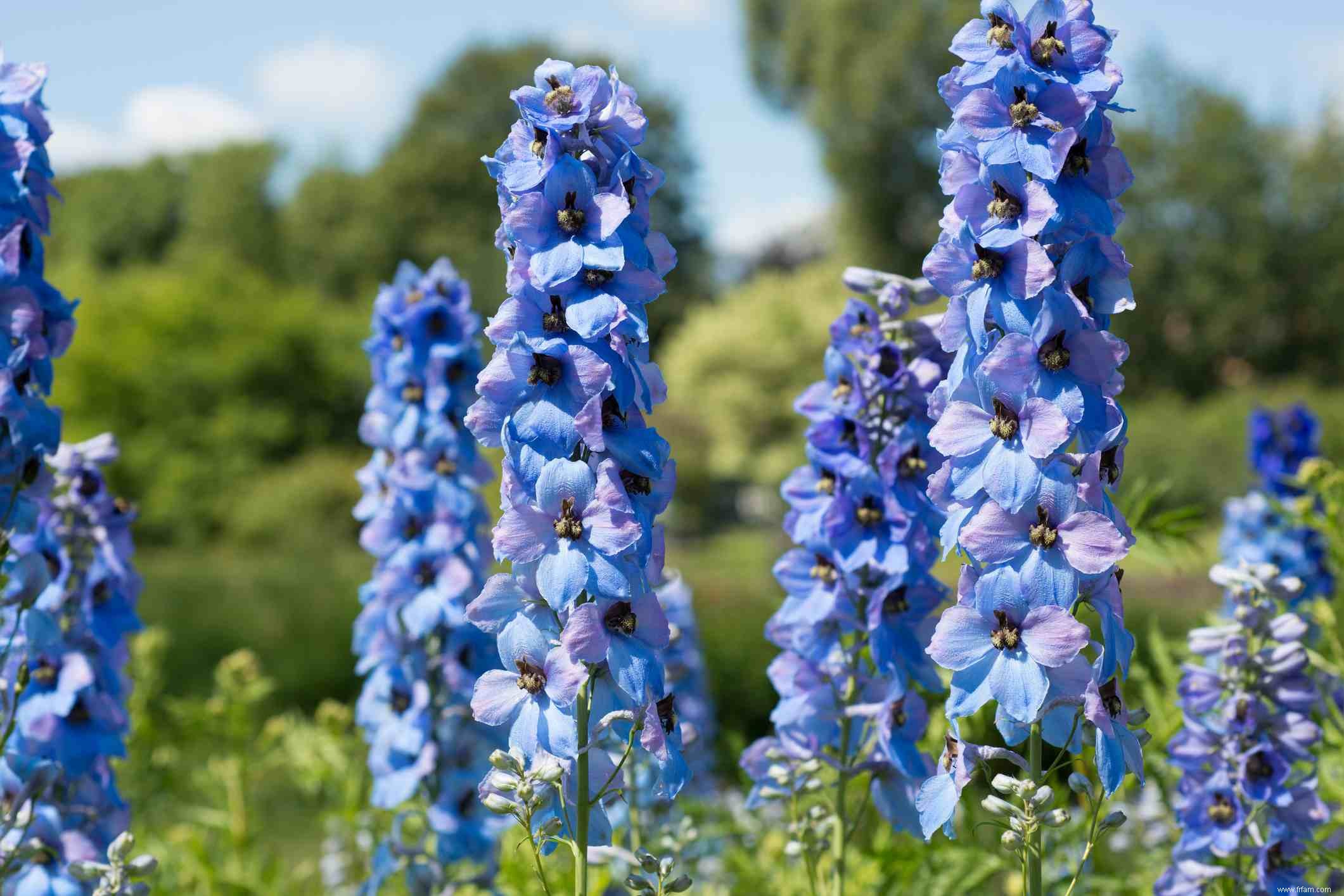 12 meilleures plantes pour un jardin anglais 