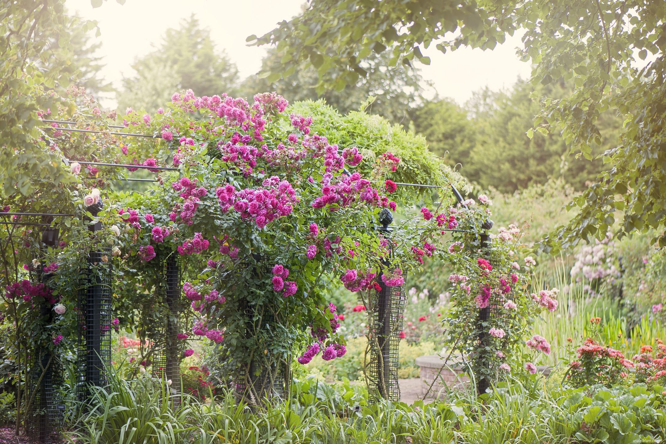 12 meilleures plantes pour un jardin anglais 