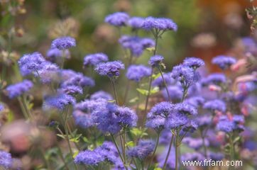 Plantes que les marmottes éviteront 