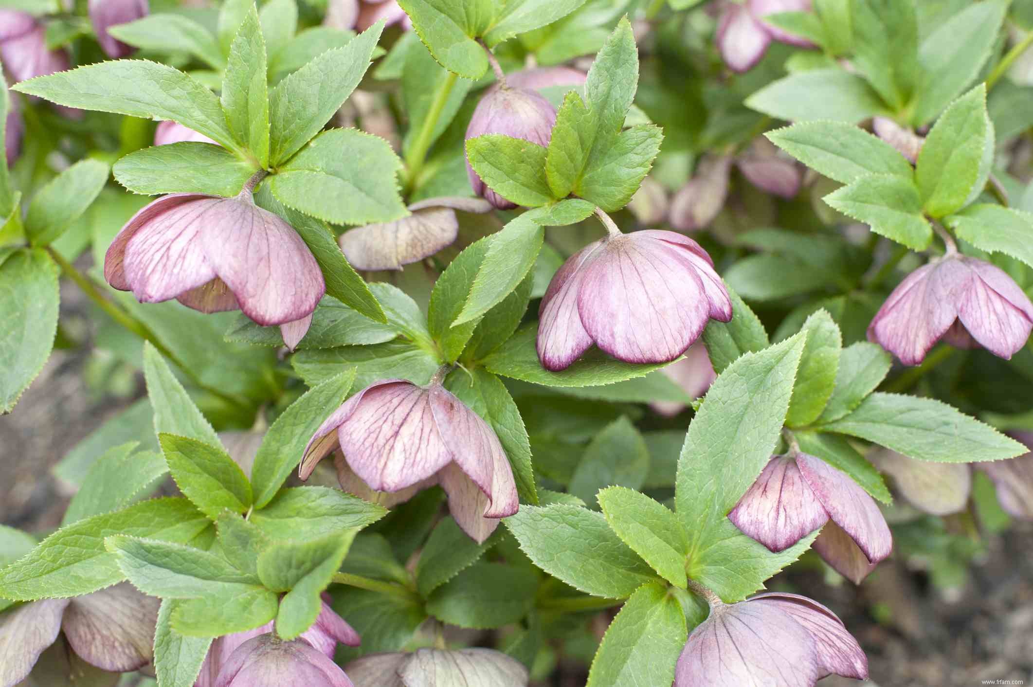 Plantes que les marmottes éviteront 