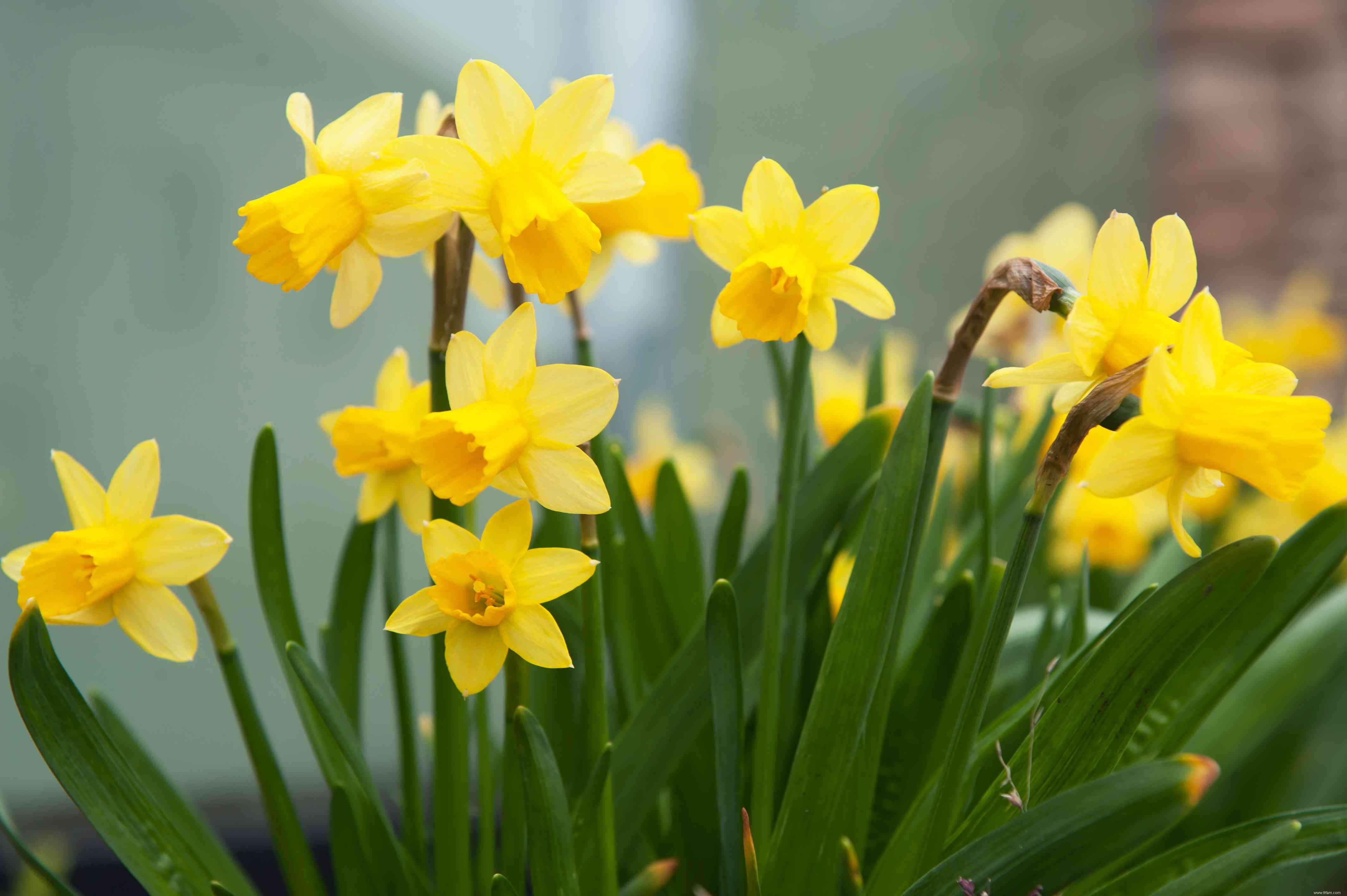 12 plantes d extérieur que vous ne pouvez pas tuer 