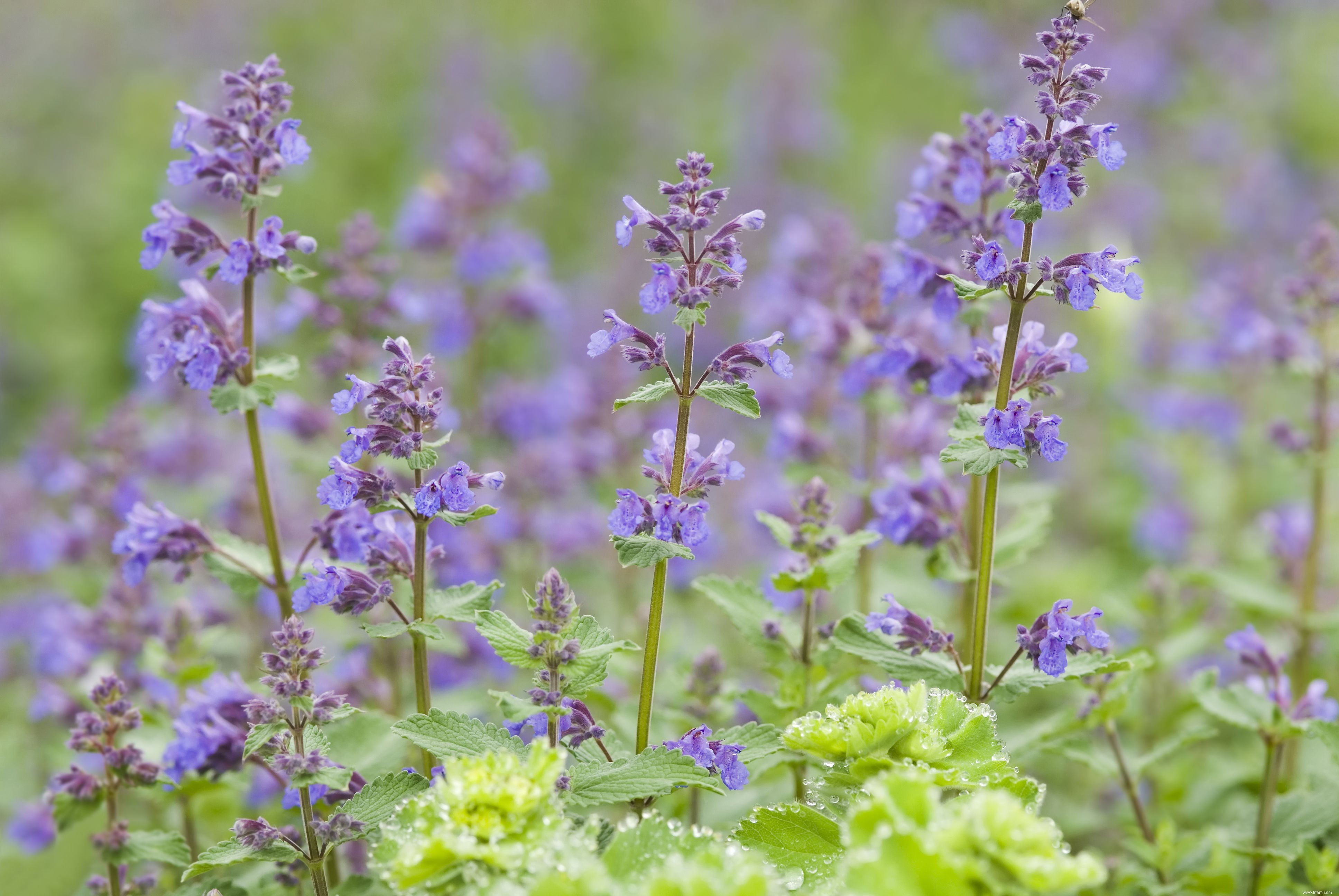 12 plantes d extérieur que vous ne pouvez pas tuer 