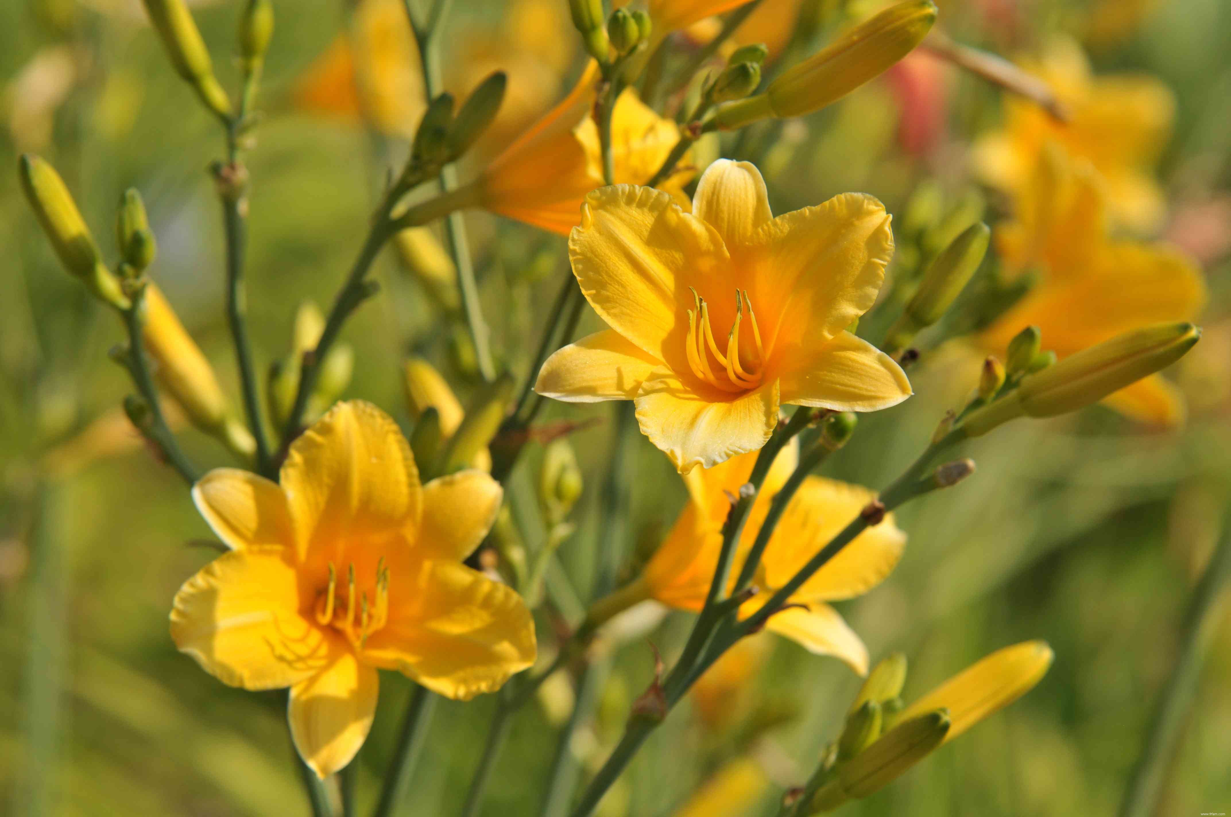 12 plantes d extérieur que vous ne pouvez pas tuer 