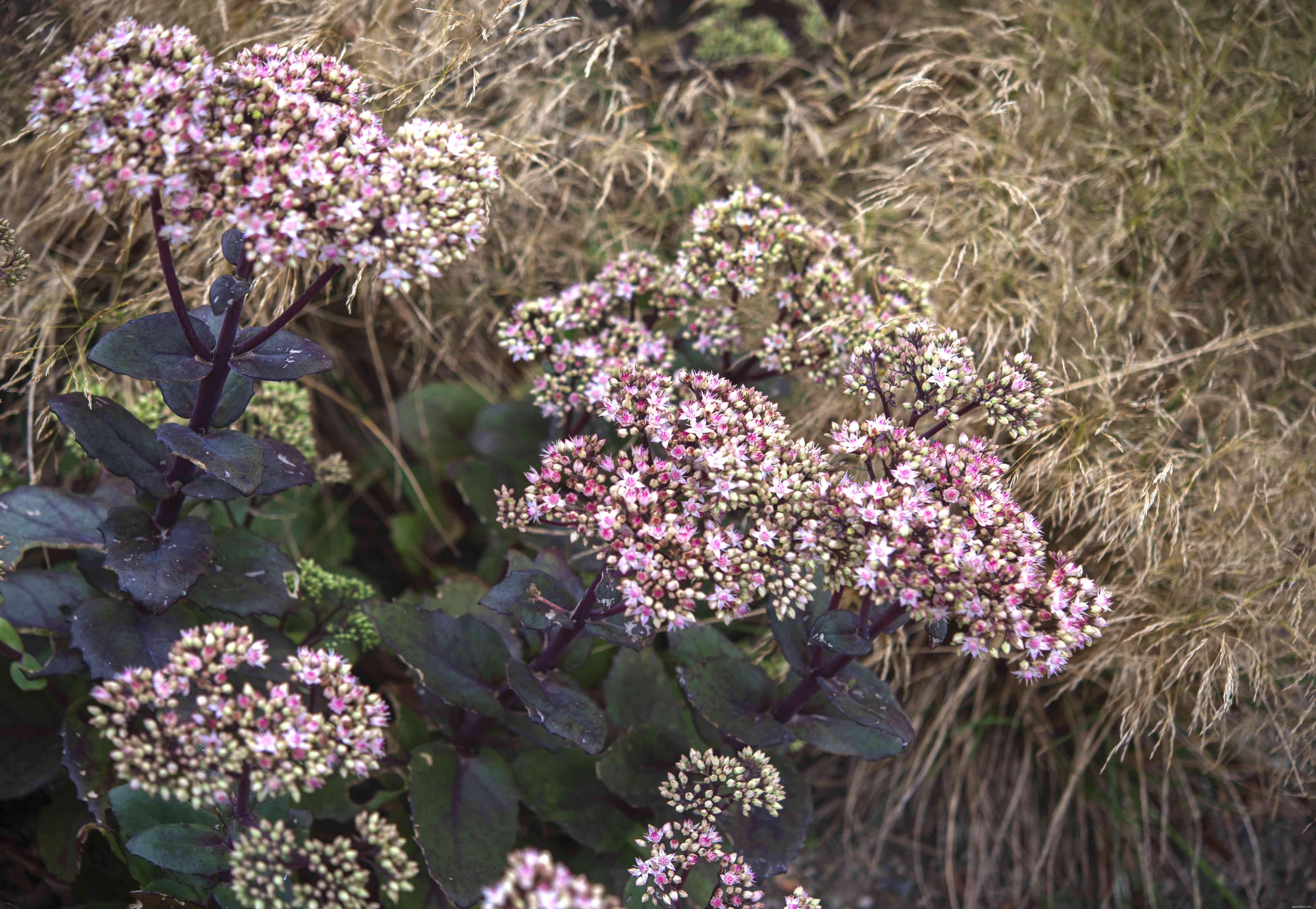 12 plantes d extérieur que vous ne pouvez pas tuer 