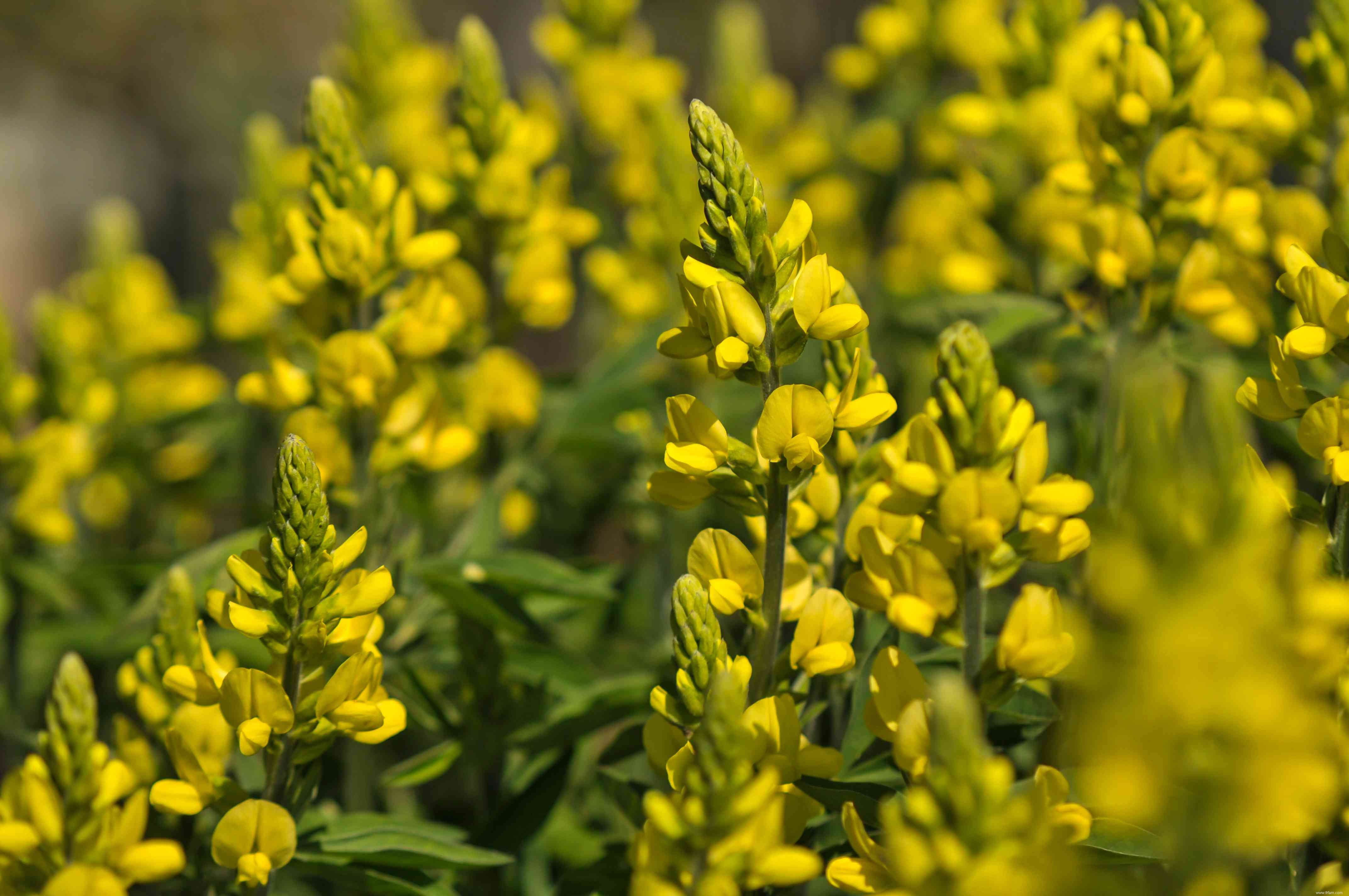 12 plantes d extérieur que vous ne pouvez pas tuer 