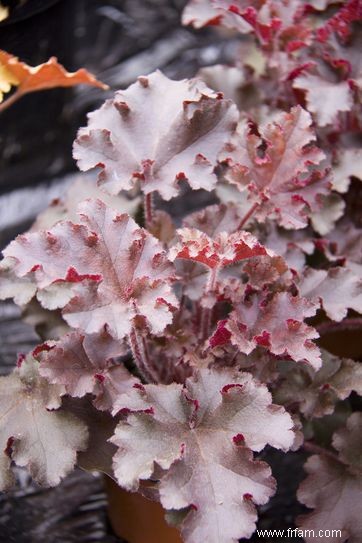 10 meilleures variétés d Heuchera 