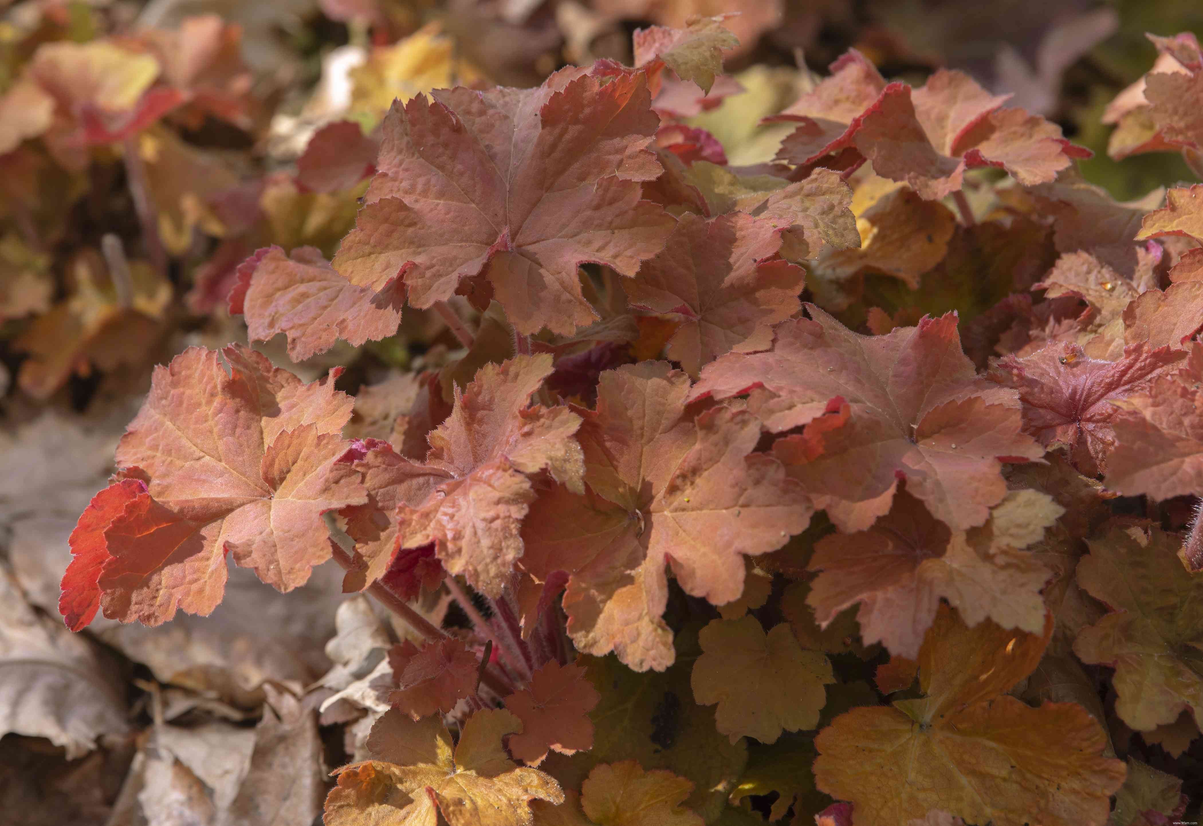 10 meilleures variétés d Heuchera 