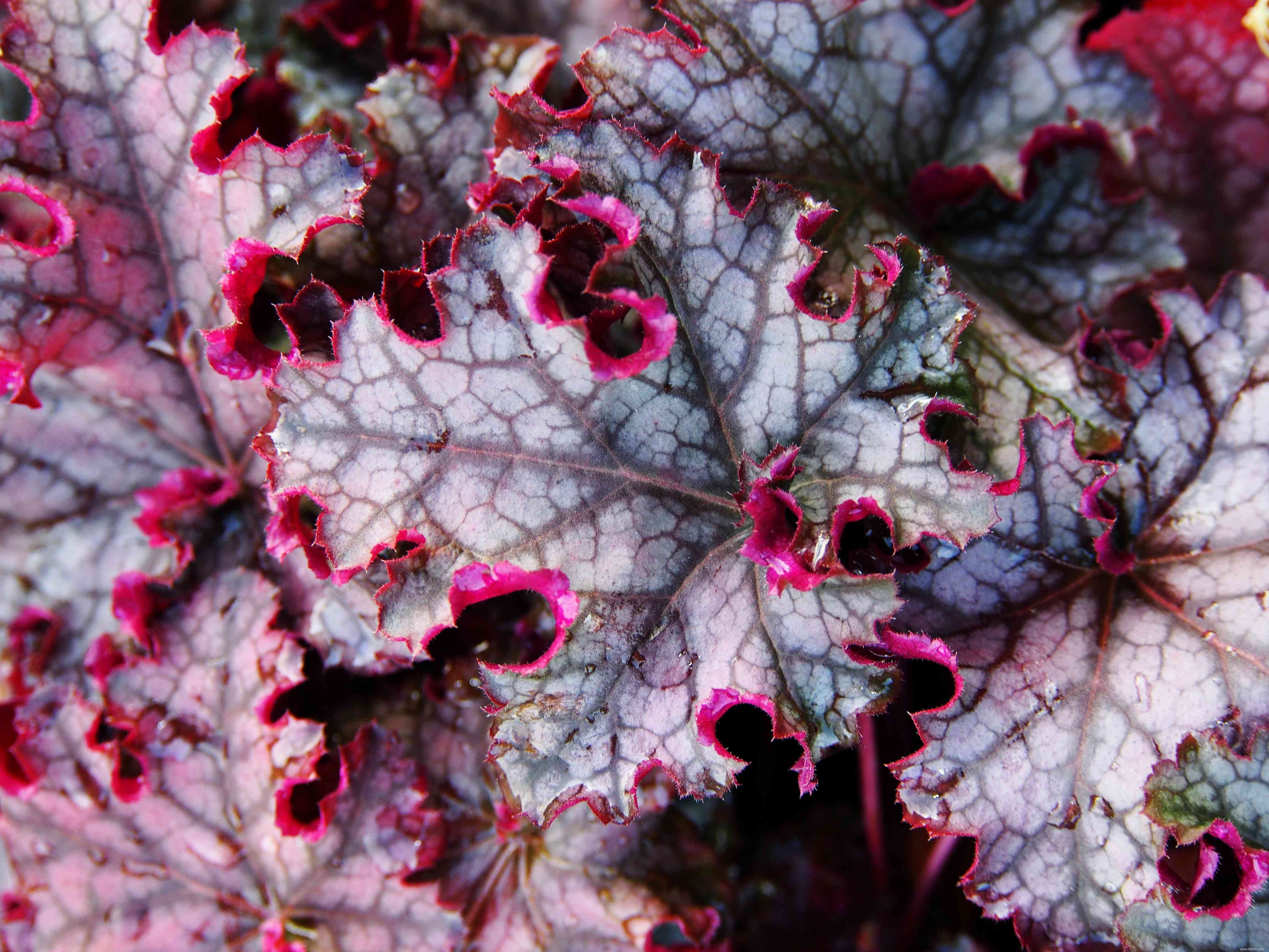 10 meilleures variétés d Heuchera 