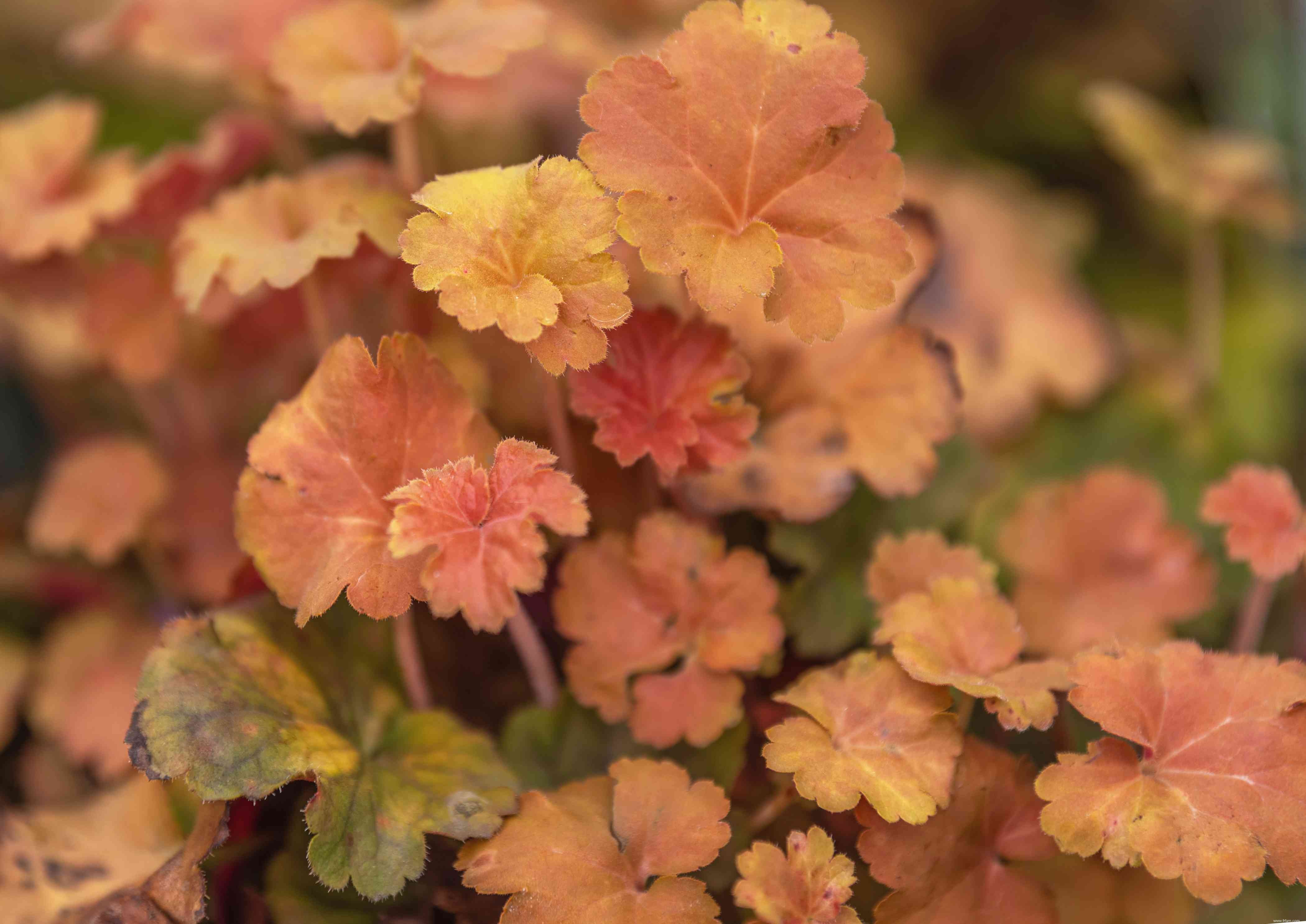 10 meilleures variétés d Heuchera 