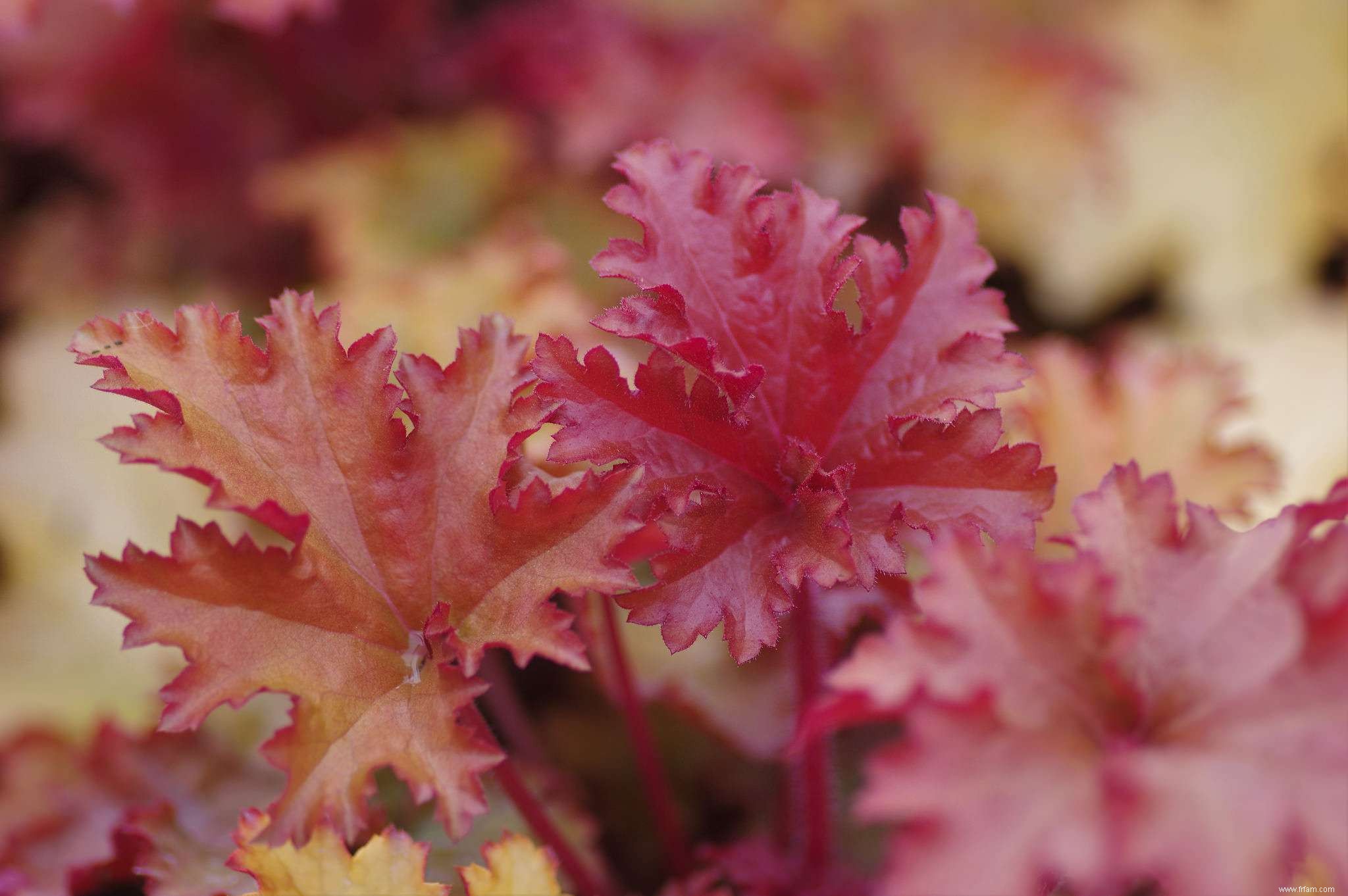 10 meilleures variétés d Heuchera 