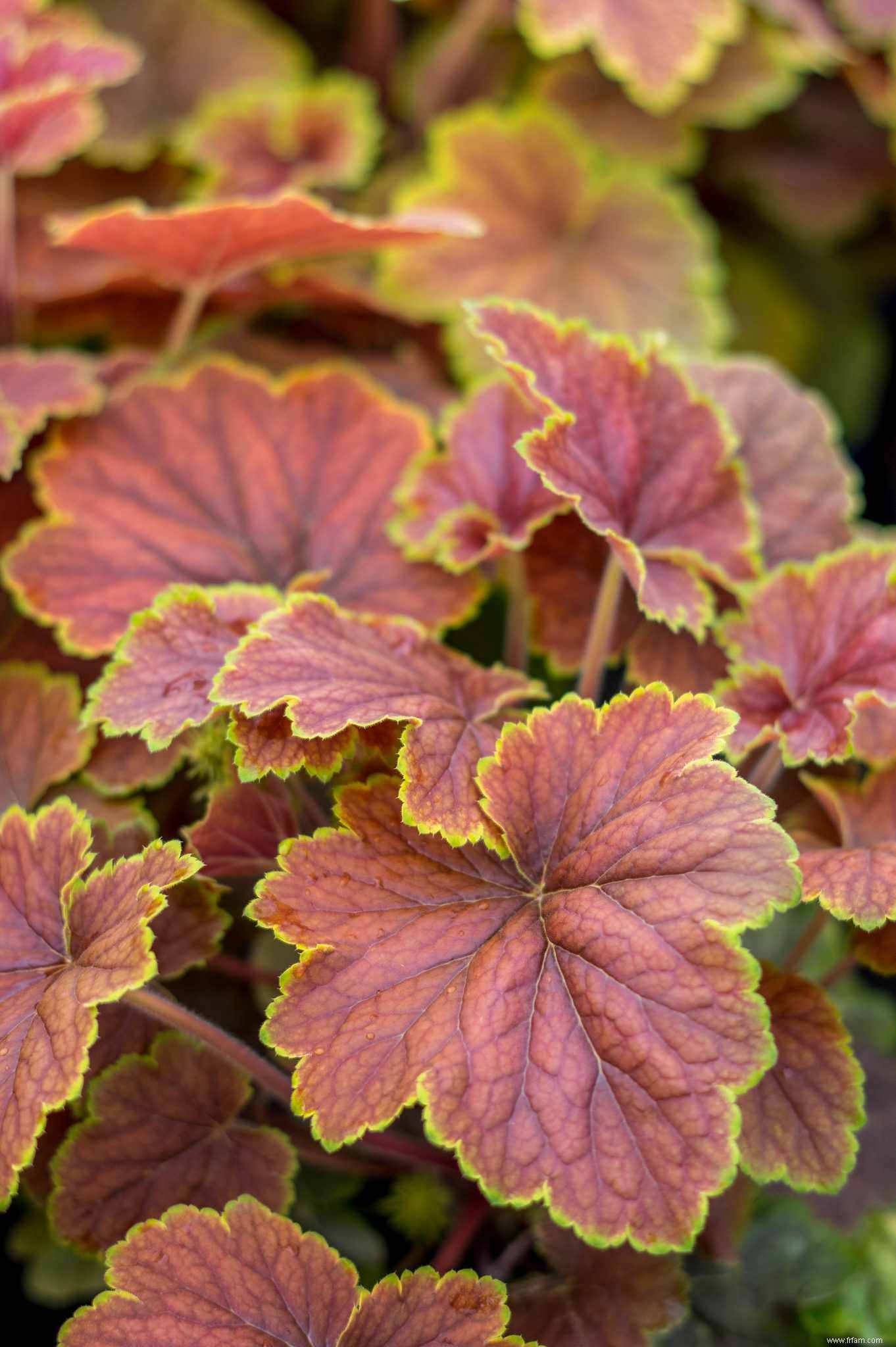 10 meilleures variétés d Heuchera 