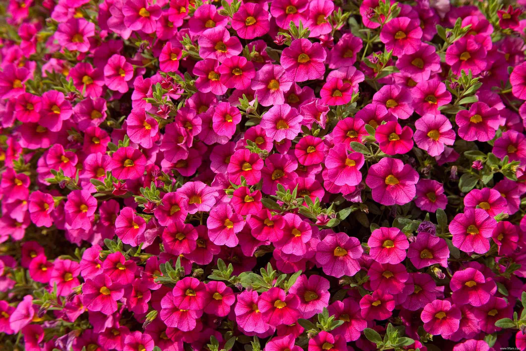 Comment cultiver et entretenir Calibrachoa (Million Bells®) 