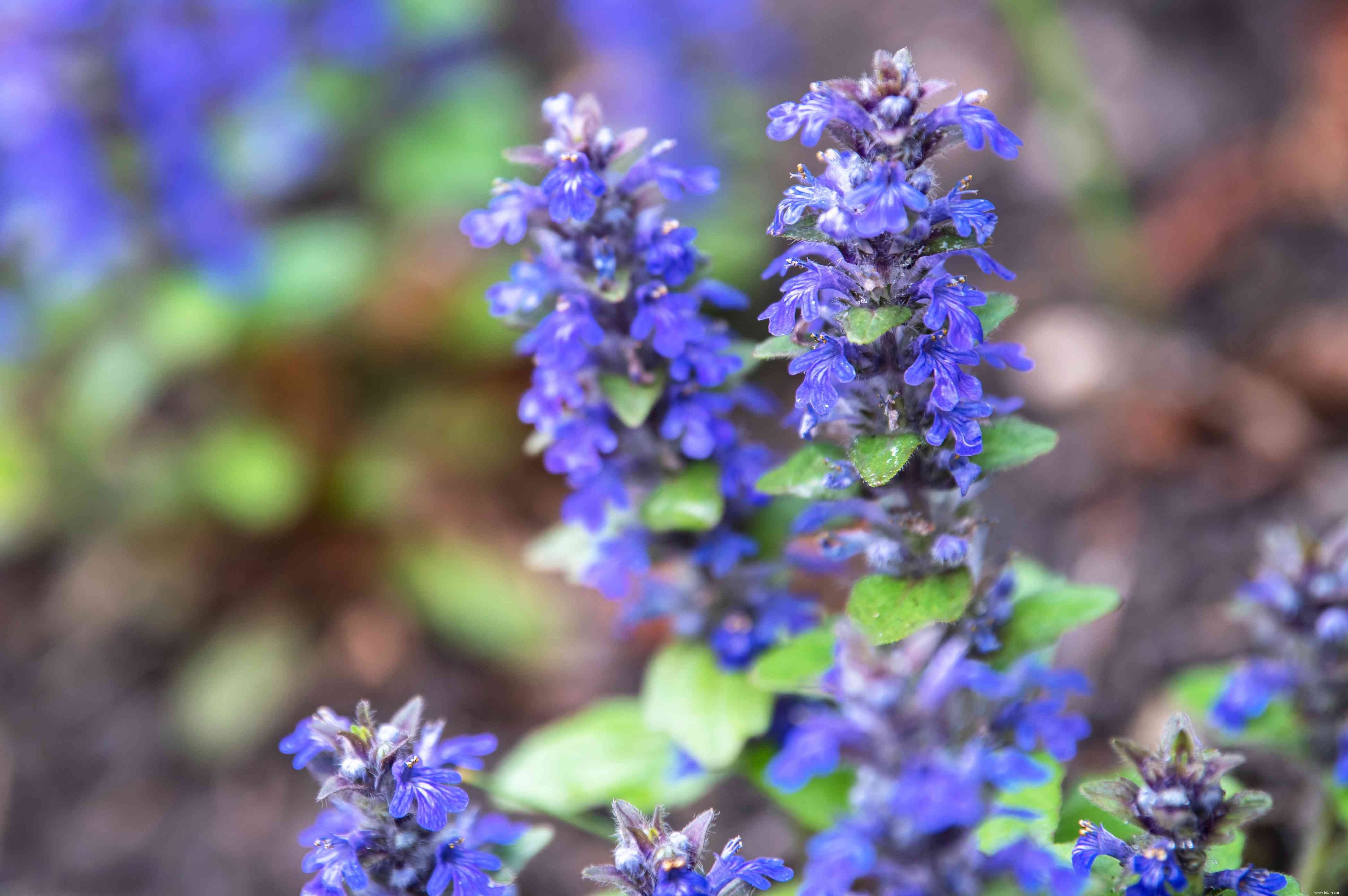 28 plantes vivaces faciles à cultiver pour les jardiniers débutants 