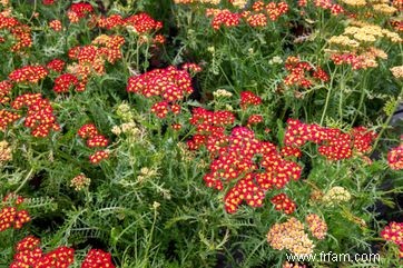 28 plantes vivaces faciles à cultiver pour les jardiniers débutants 