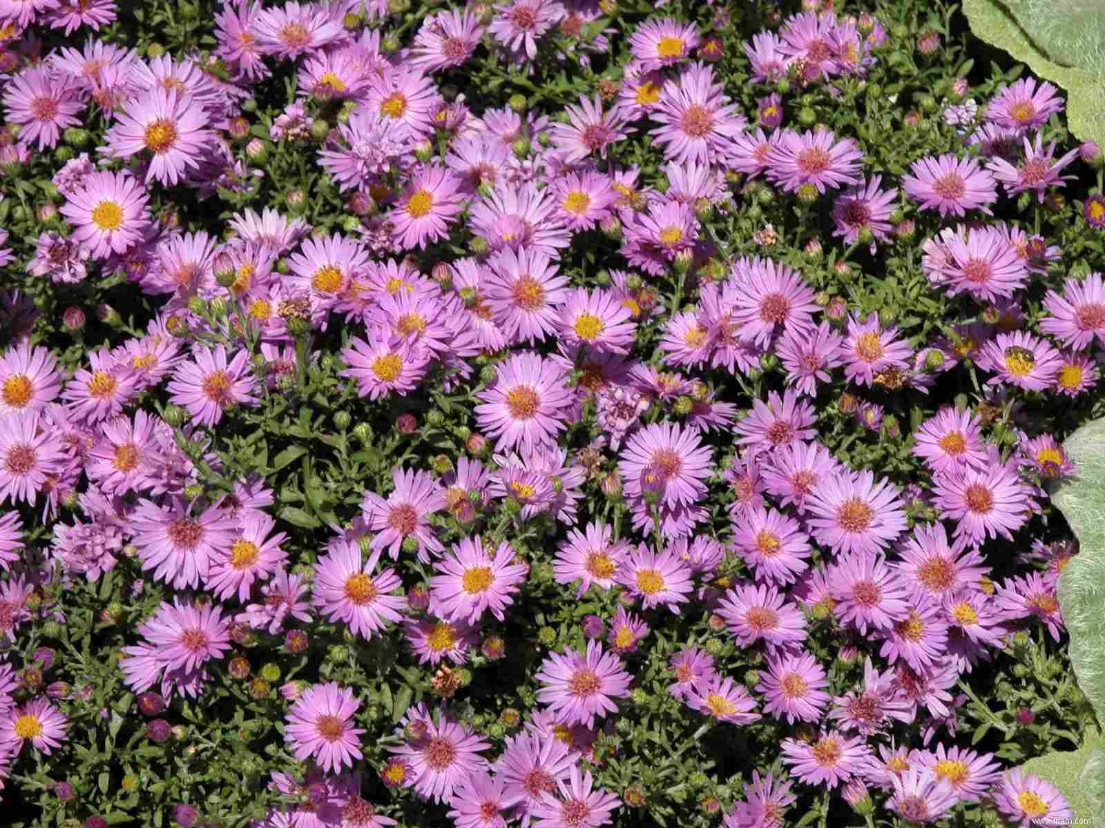 28 plantes vivaces faciles à cultiver pour les jardiniers débutants 