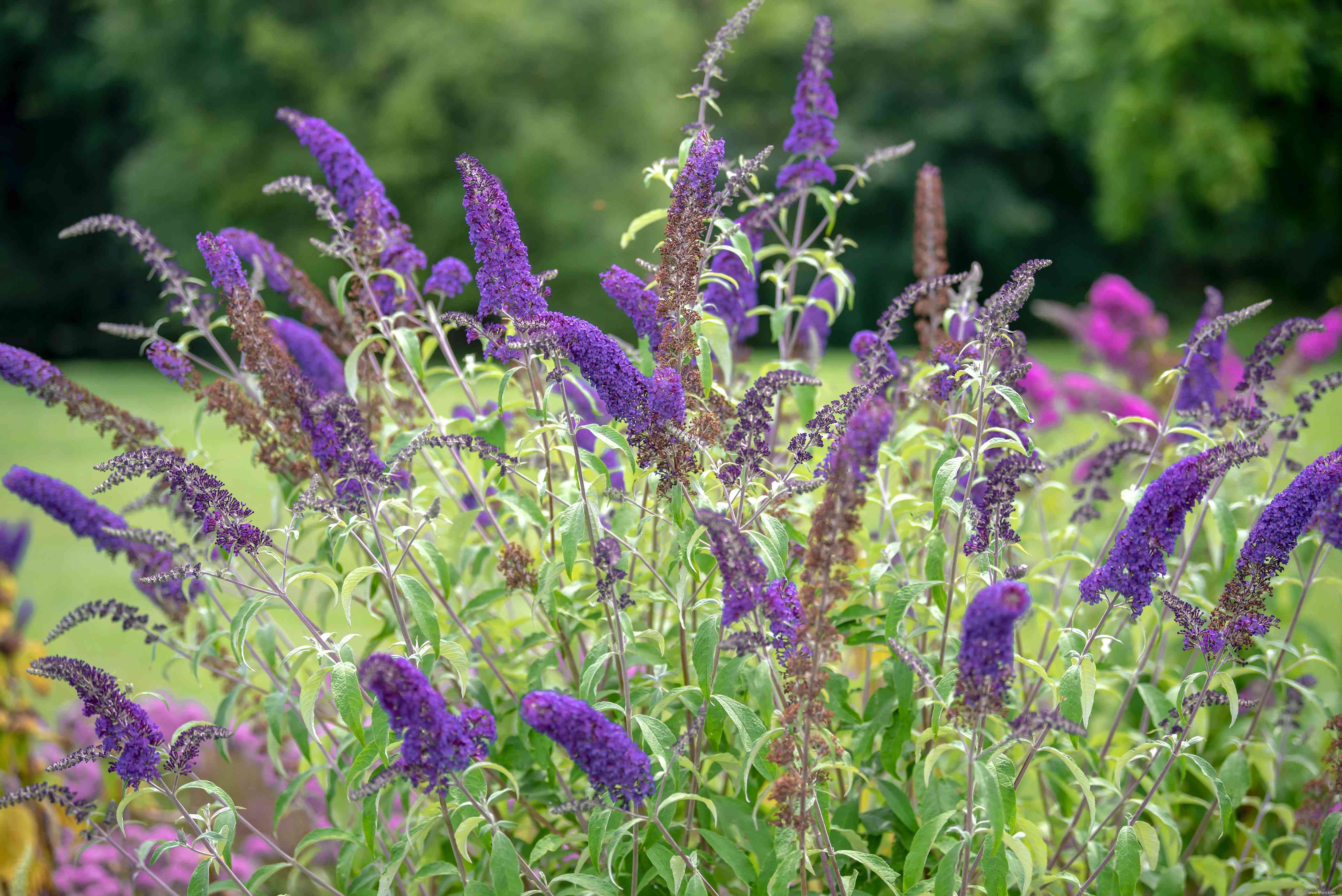 28 plantes vivaces faciles à cultiver pour les jardiniers débutants 