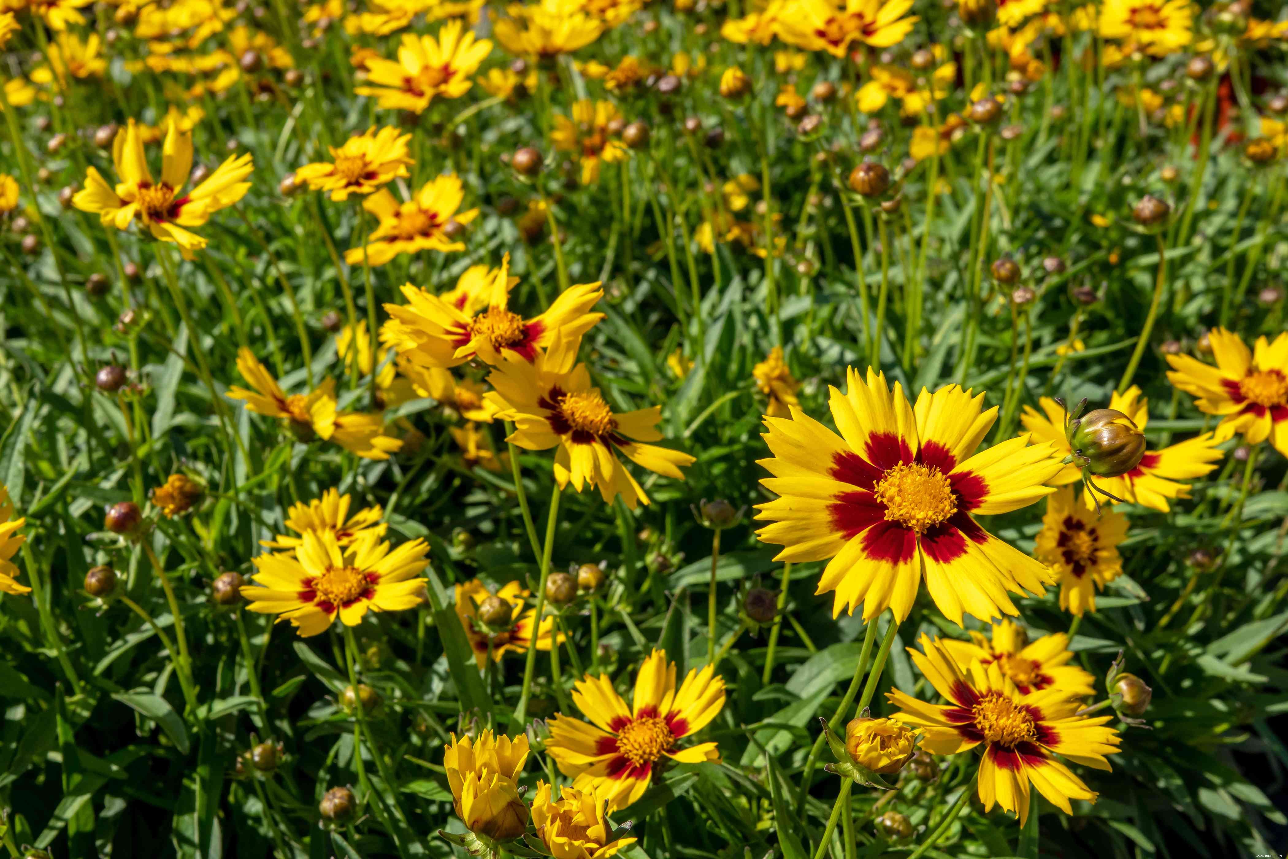 28 plantes vivaces faciles à cultiver pour les jardiniers débutants 