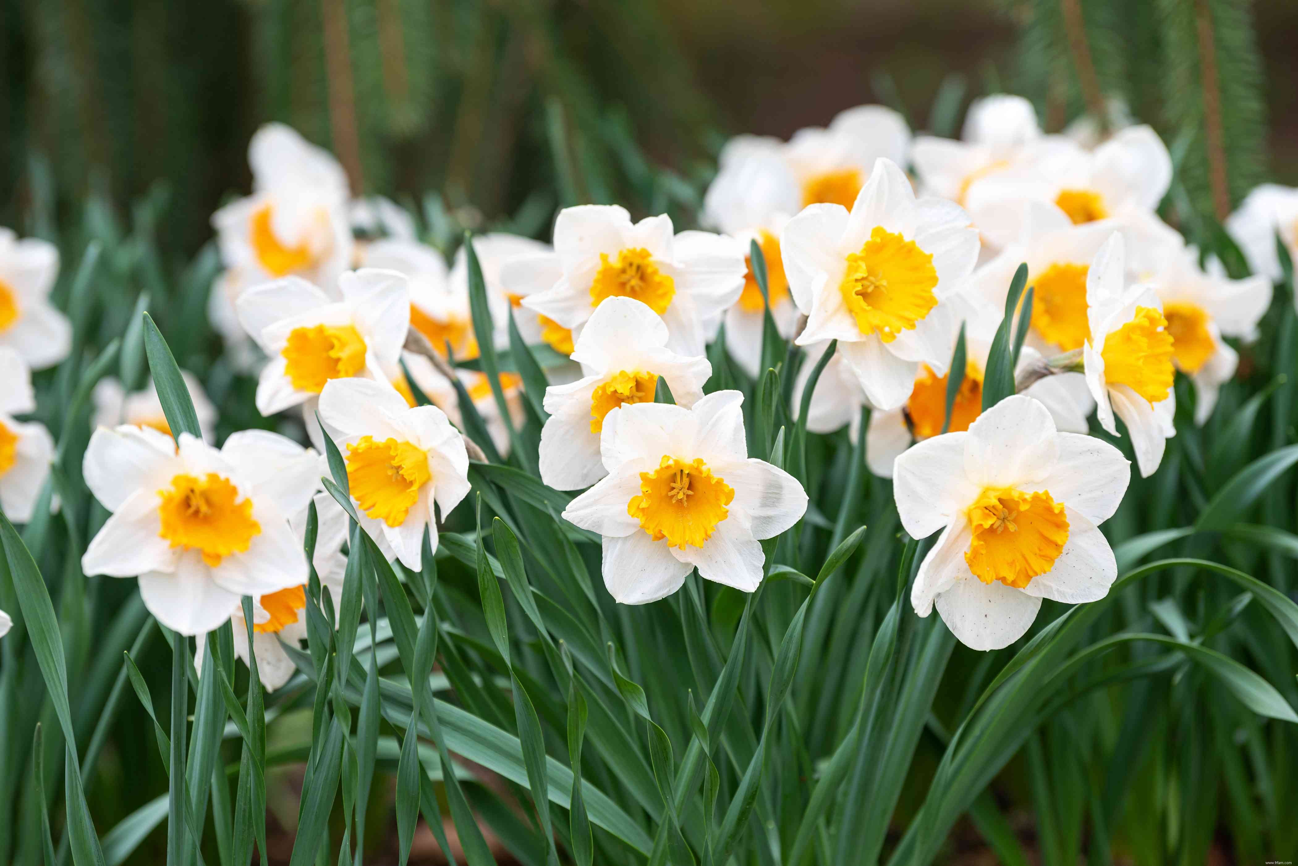 28 plantes vivaces faciles à cultiver pour les jardiniers débutants 