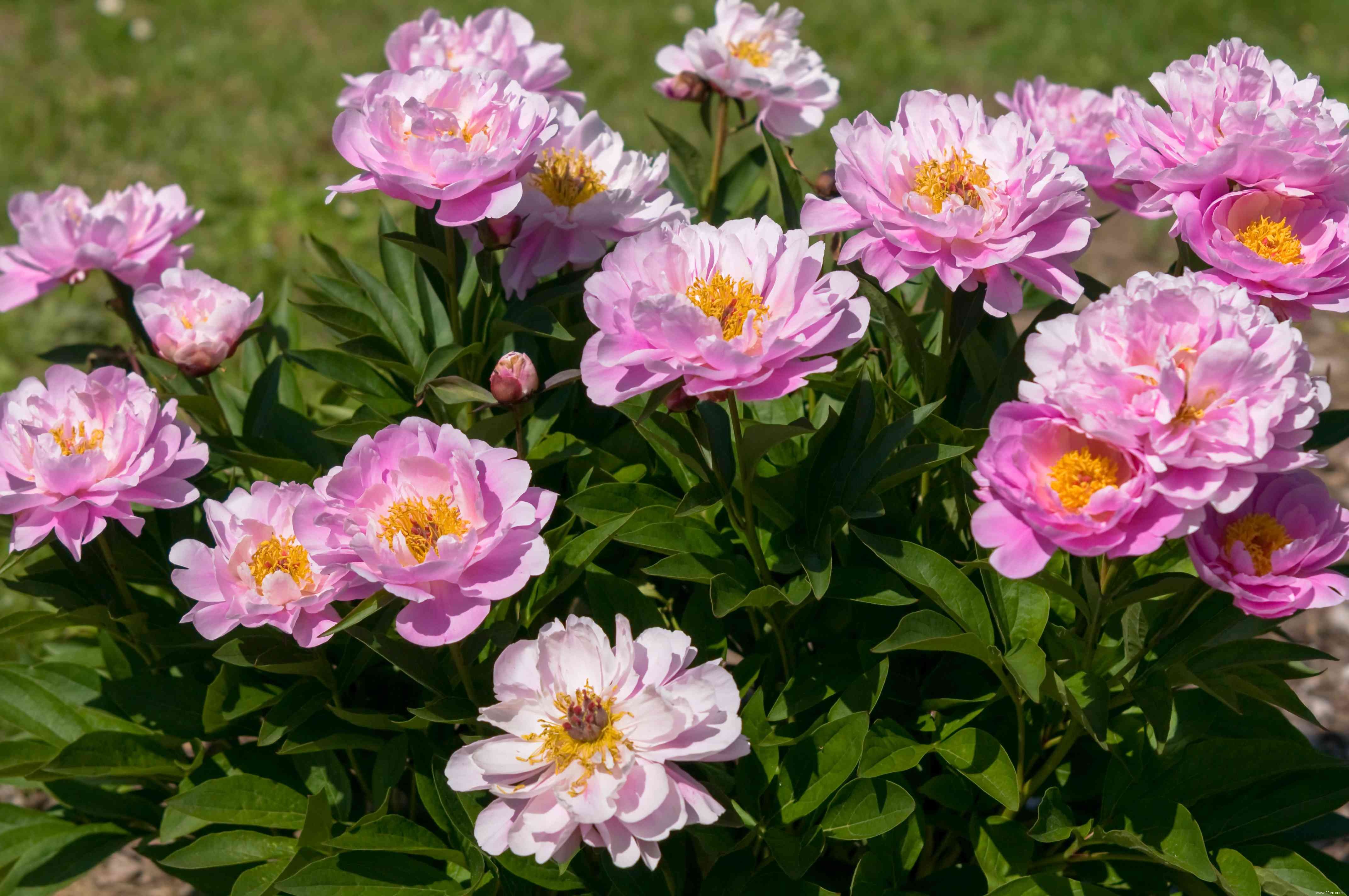 28 plantes vivaces faciles à cultiver pour les jardiniers débutants 