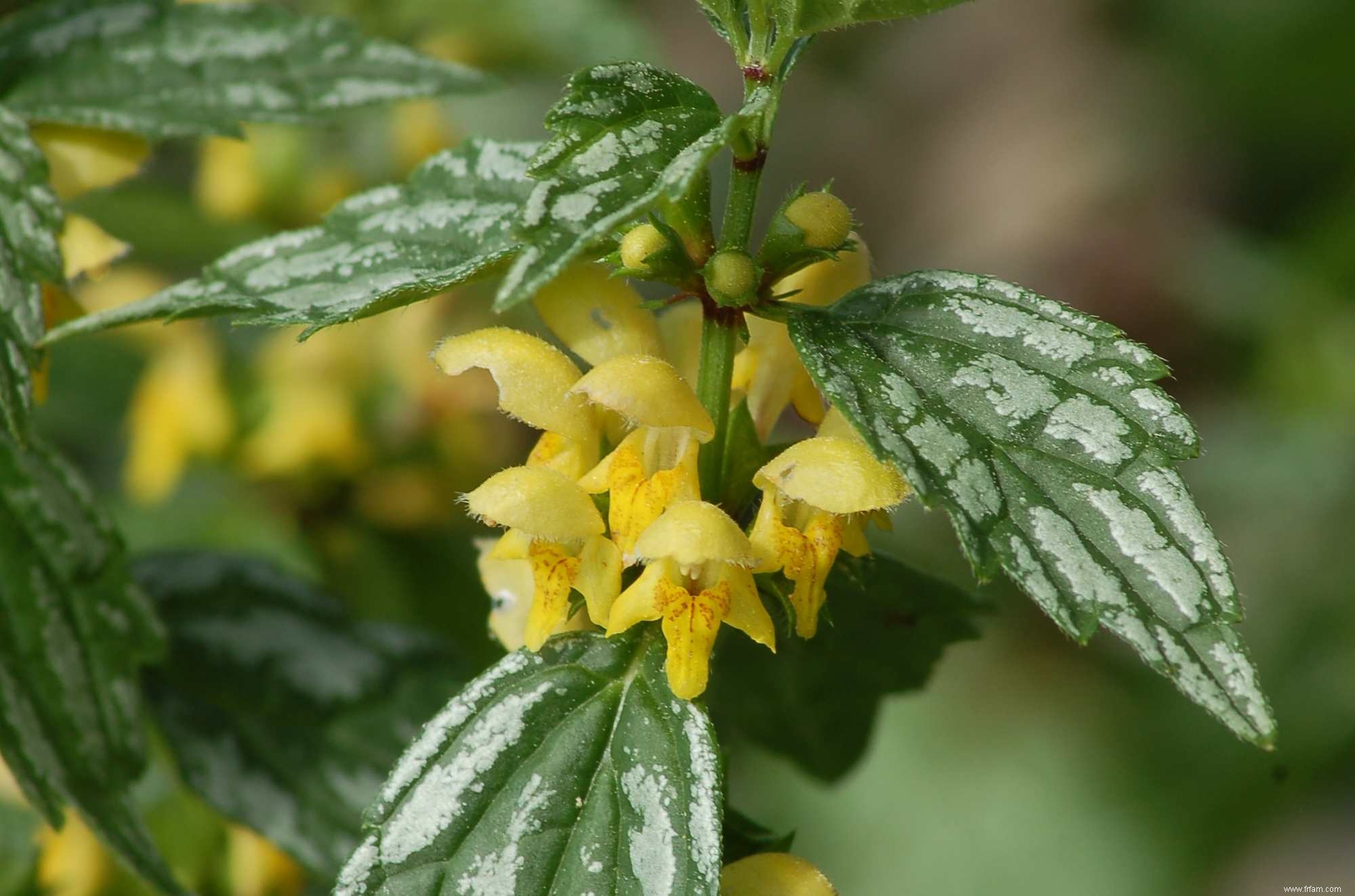 Photos de plantes à feuilles panachées 