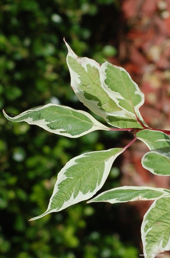 Photos de plantes à feuilles panachées 