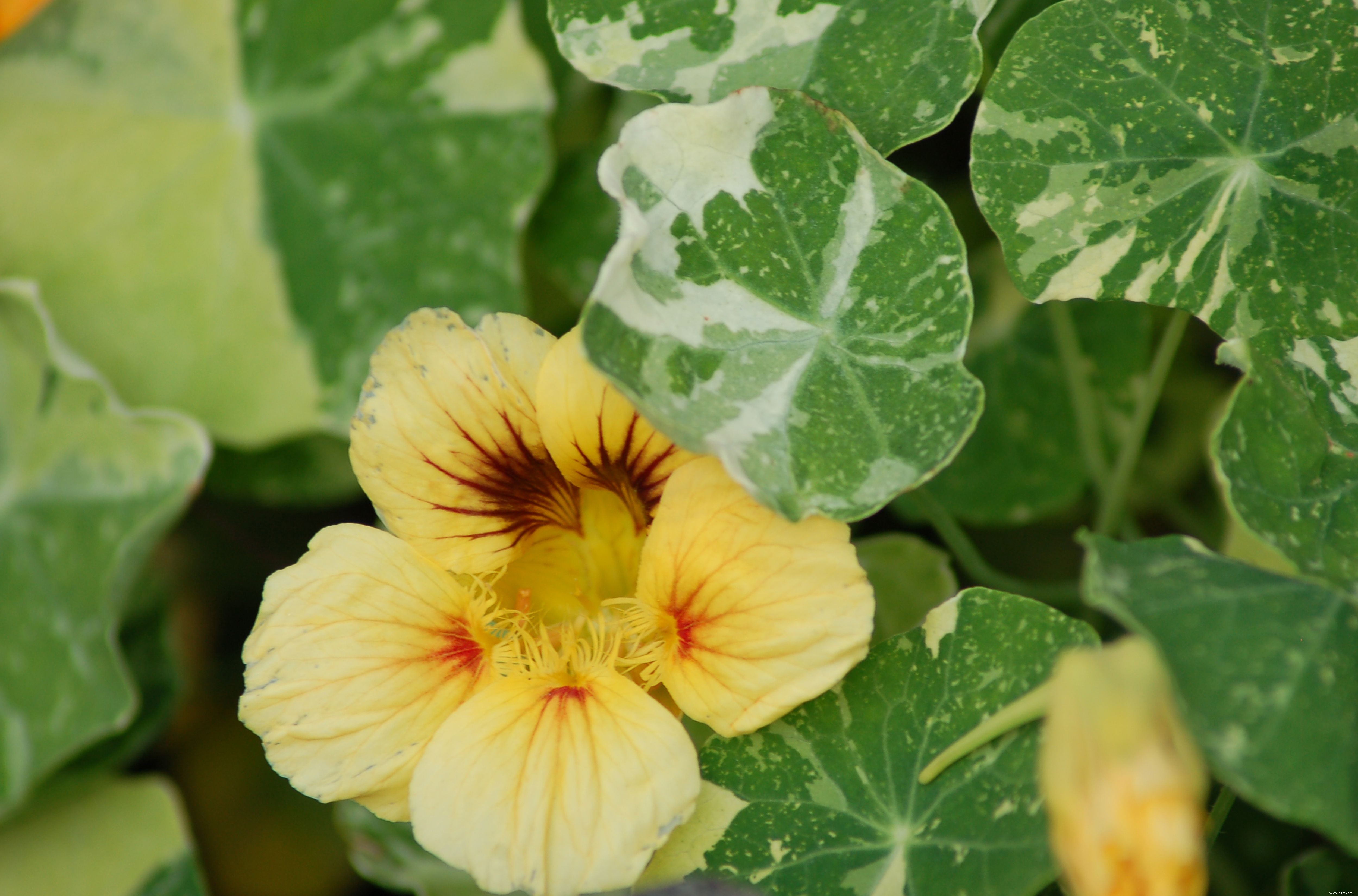 Photos de plantes à feuilles panachées 