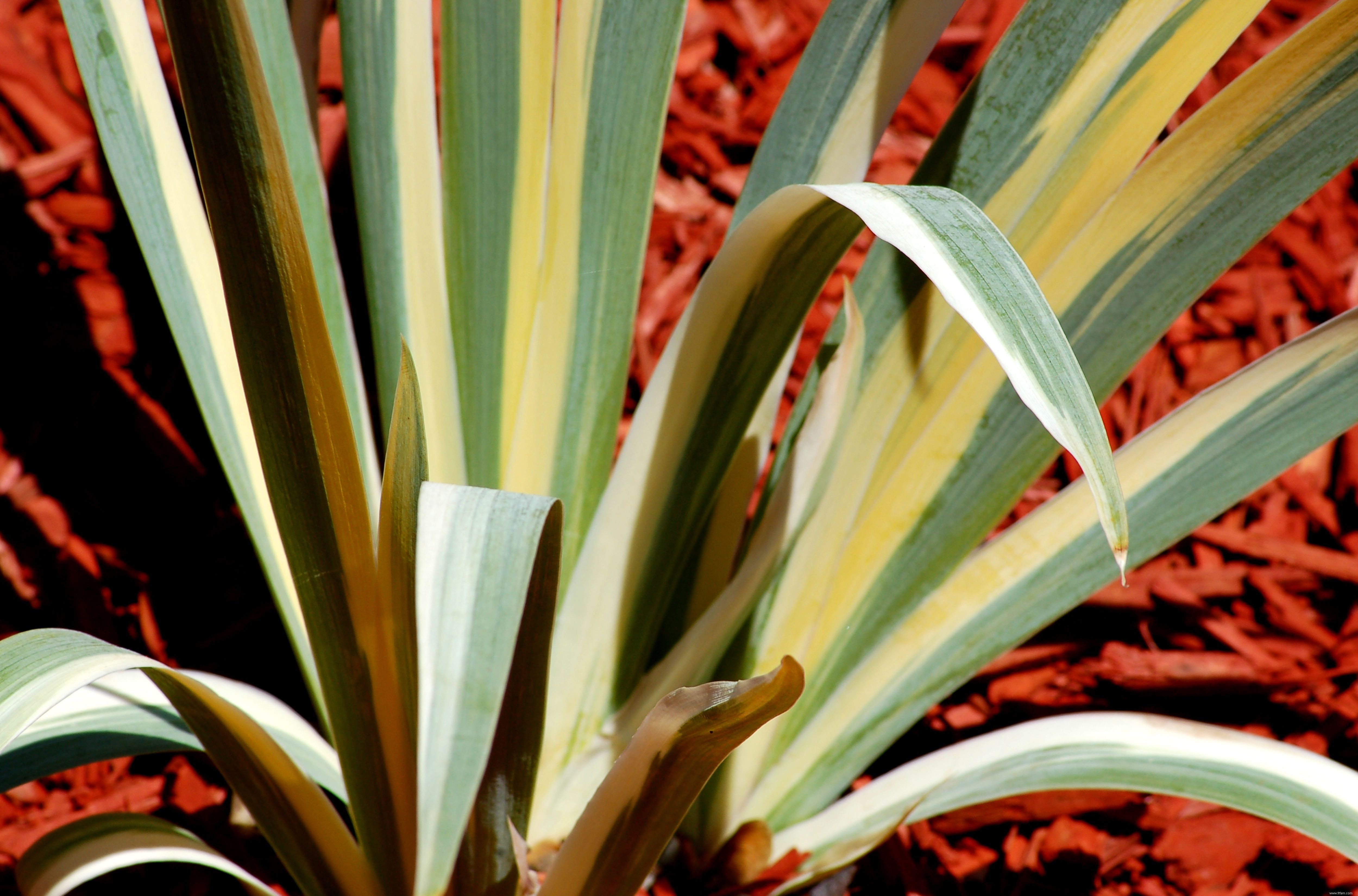 Photos de plantes à feuilles panachées 