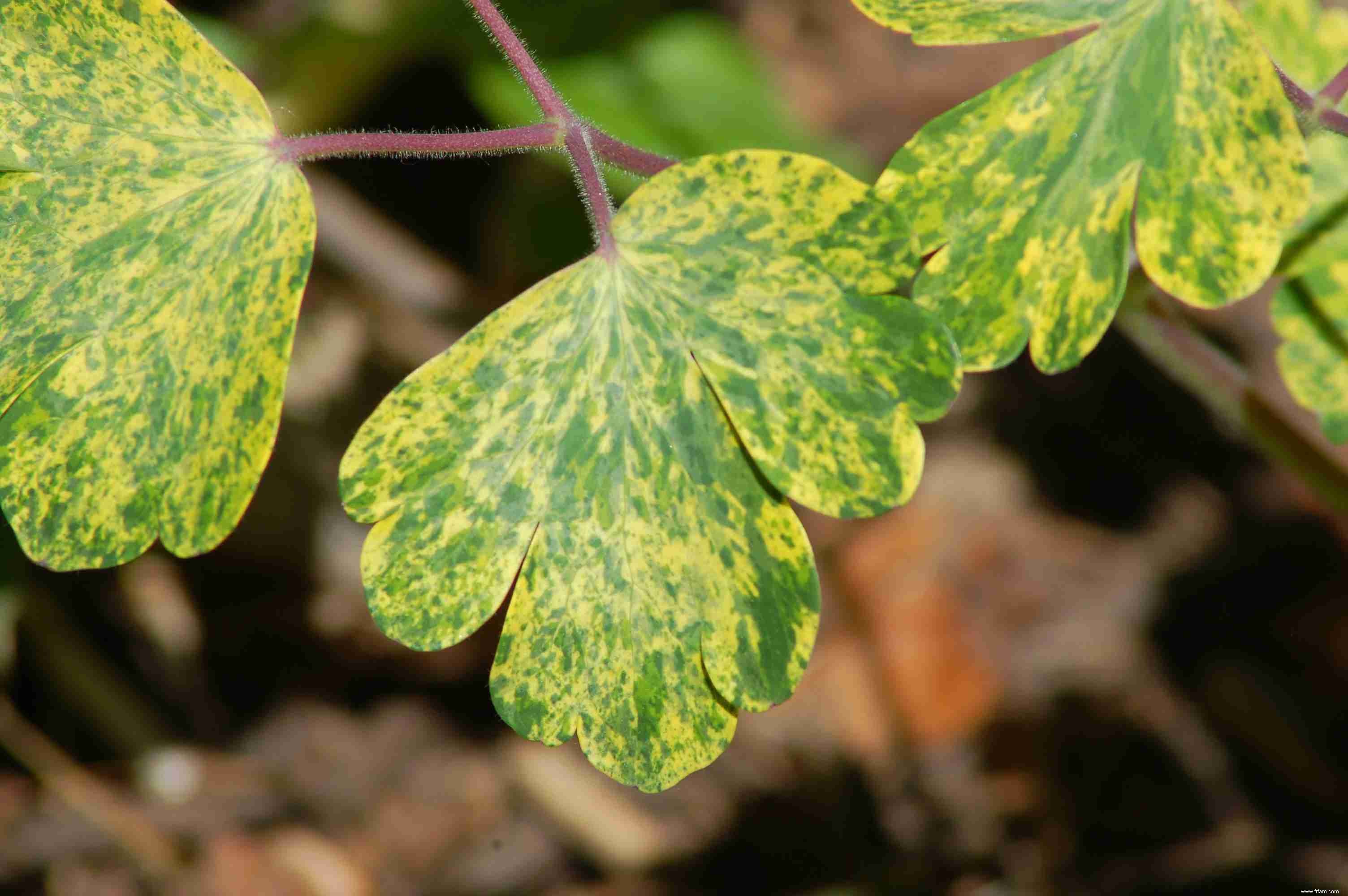 Photos de plantes à feuilles panachées 