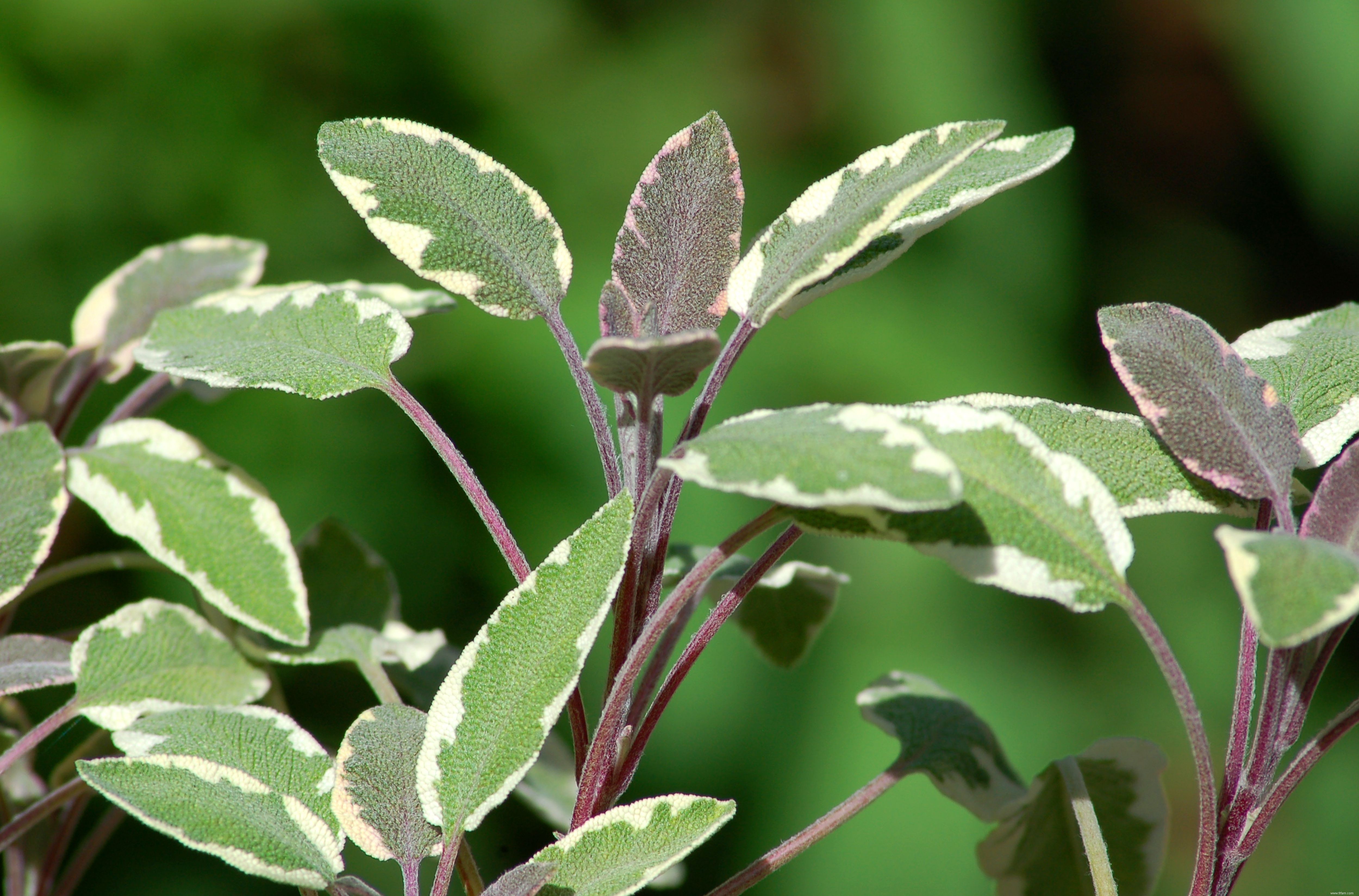 Photos de plantes à feuilles panachées 