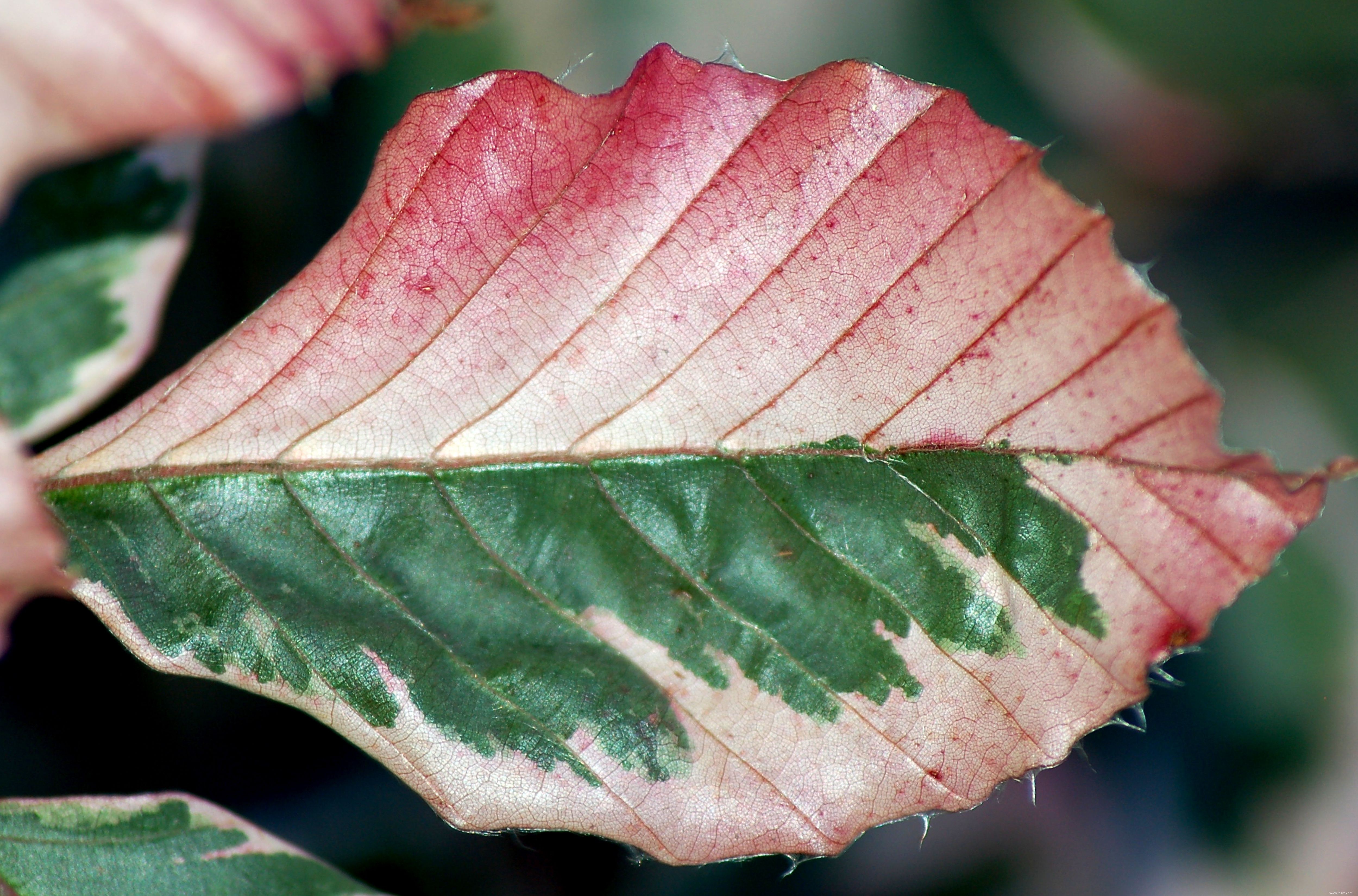 Photos de plantes à feuilles panachées 