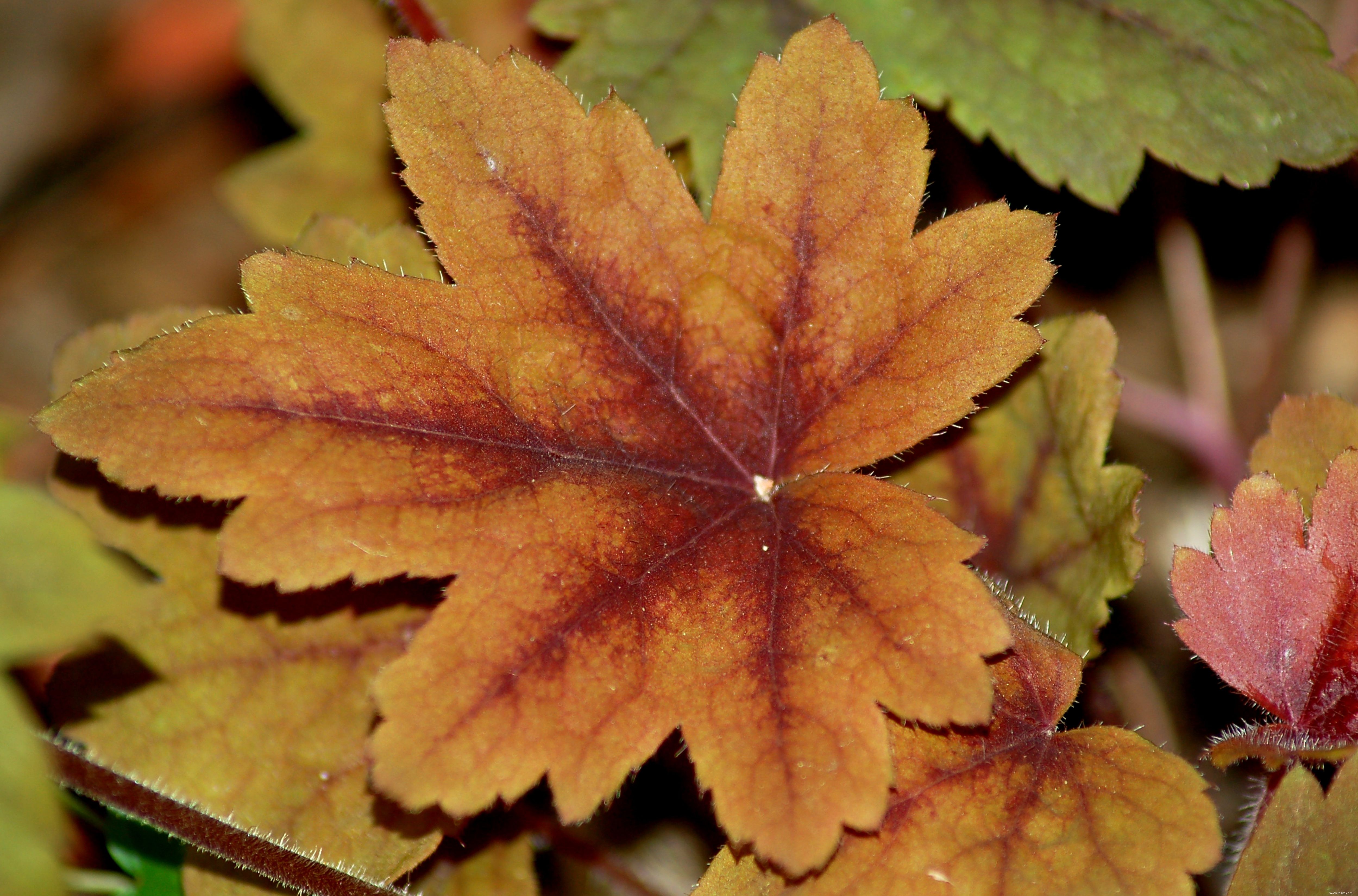 Photos de plantes à feuilles panachées 